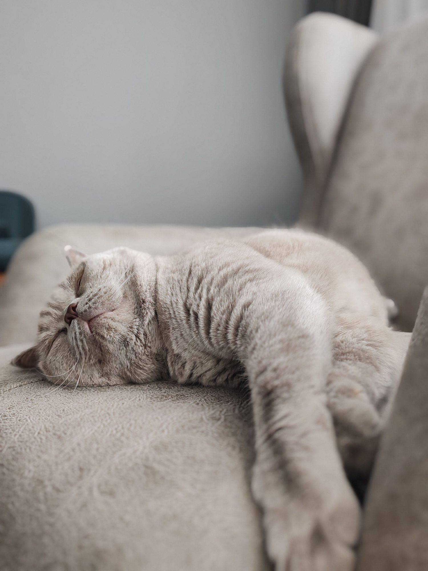 A cat resting comfortably on a sofa during a senior cat care routine