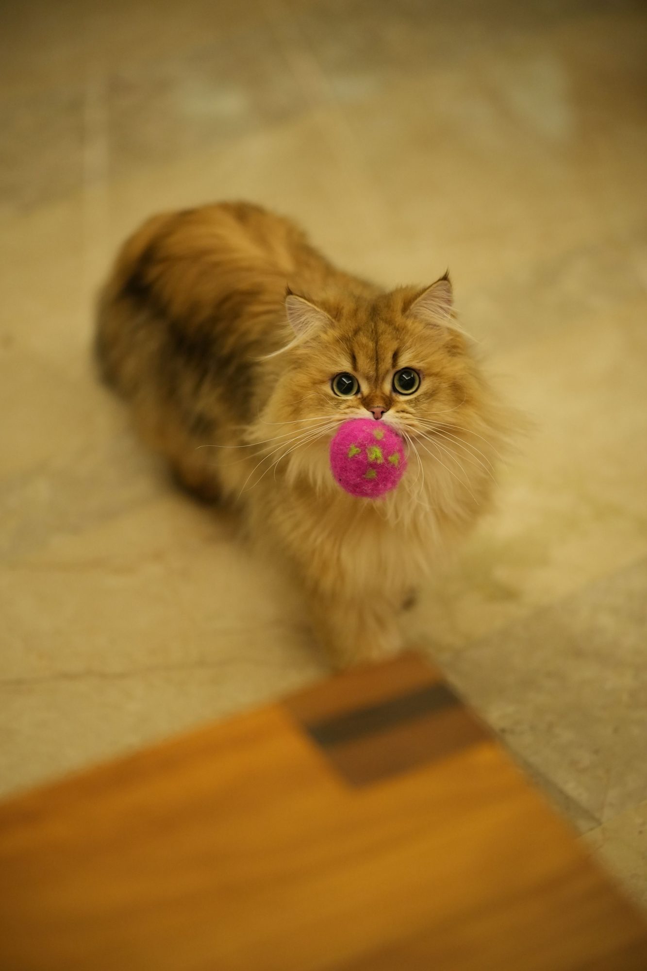 A young kitten standing indoors during the first stages of kitten care