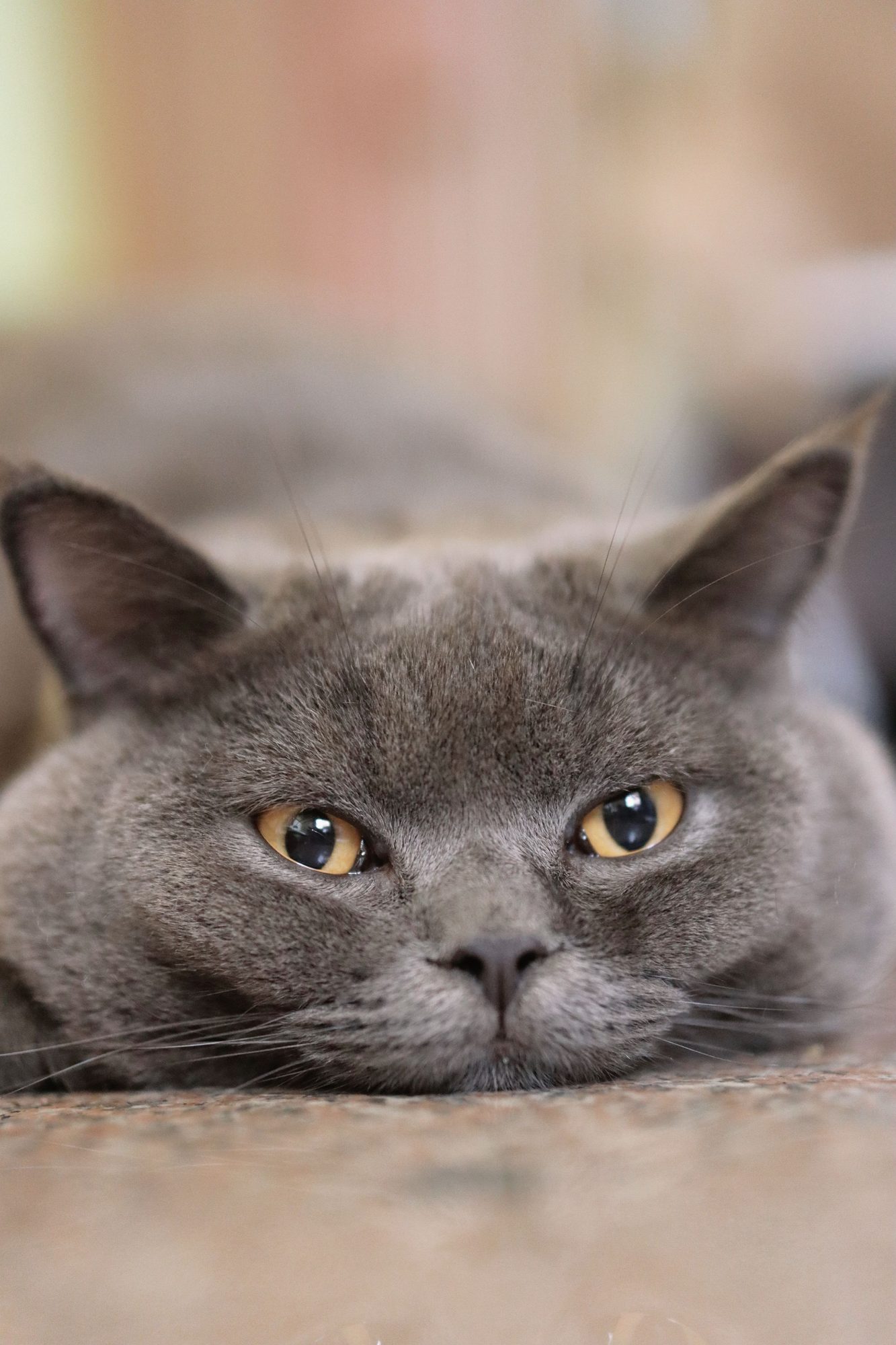 A gray cat looking toward the camera during a routine health check