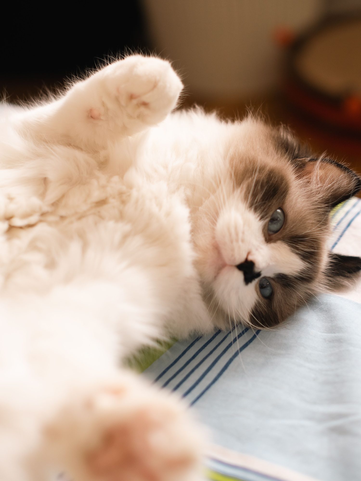 A fluffy kitten relaxing indoors while its age-appropriate feeding plan is prepared