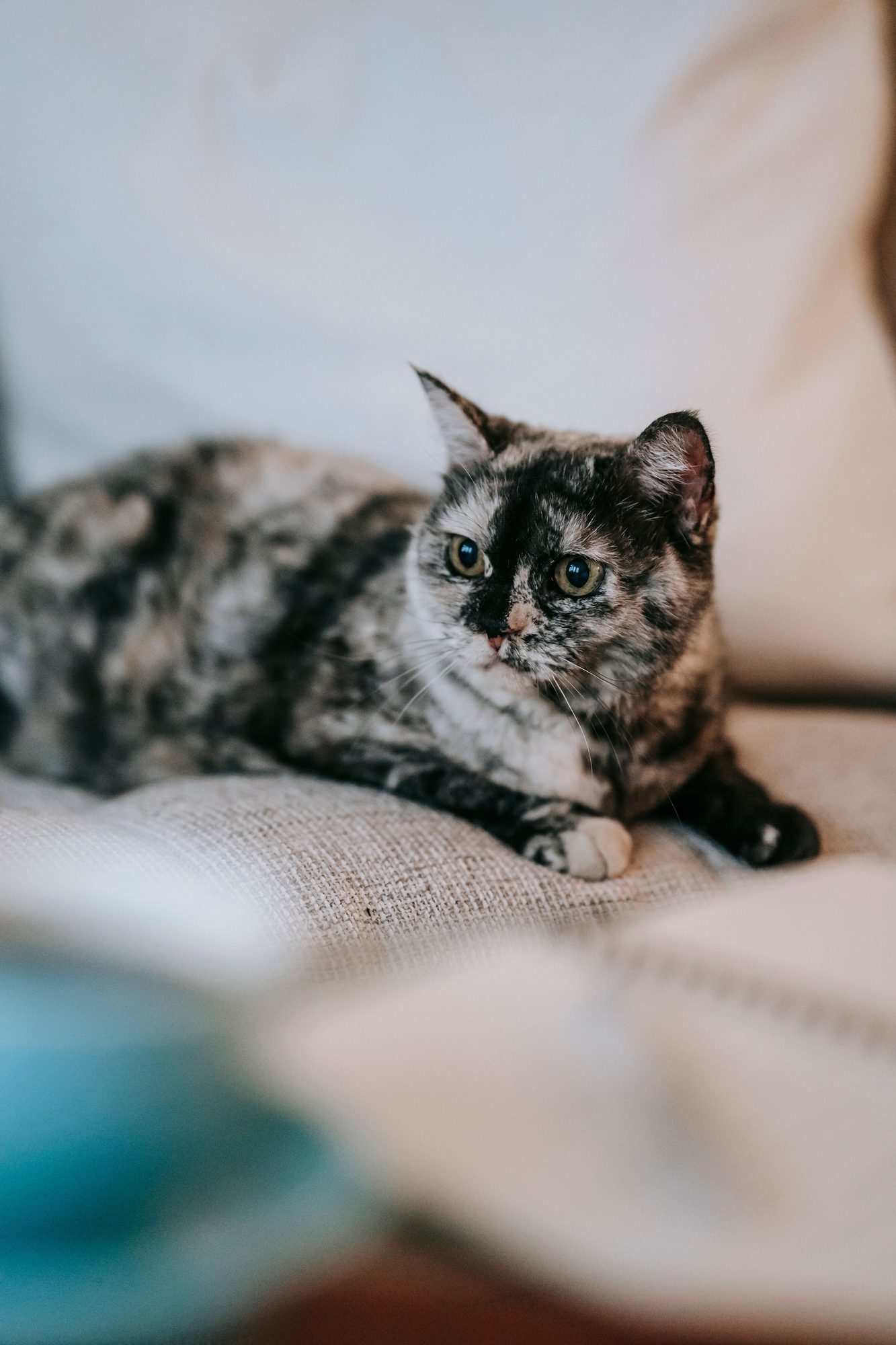 A cat resting indoors during recovery-focused preventive care planning