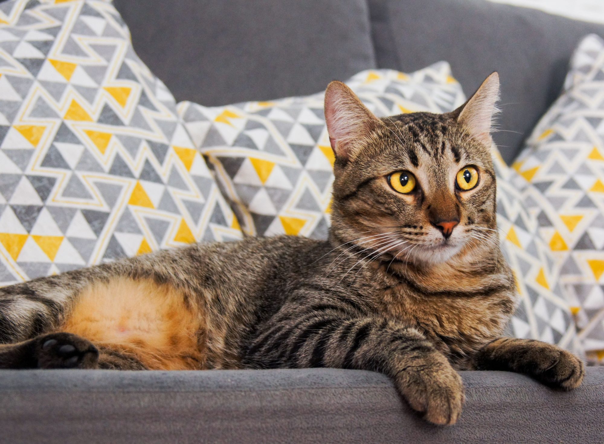 A tabby cat resting indoors while its owner plans a steady feeding routine