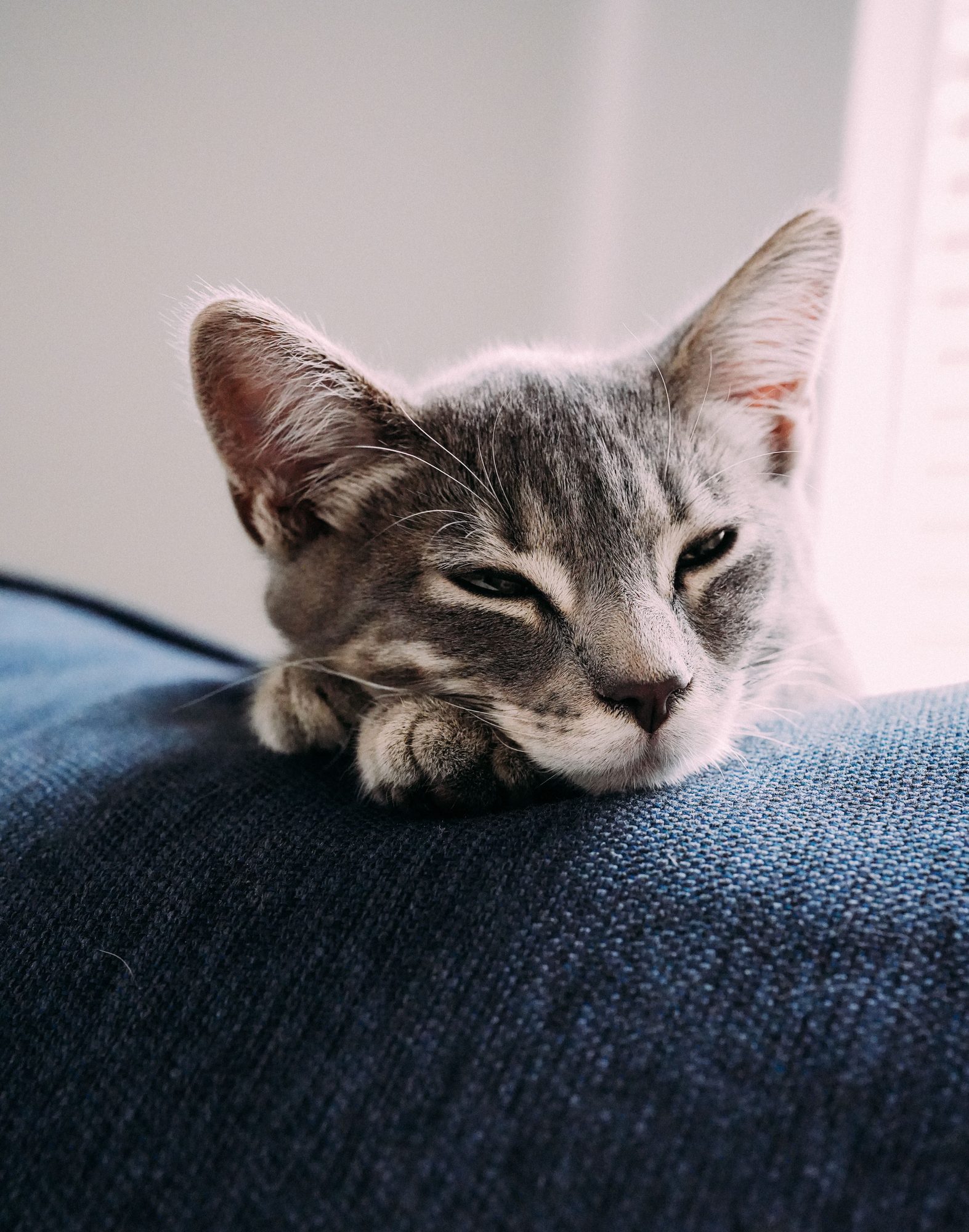A young cat resting on a sofa while owners learn when bathing is necessary