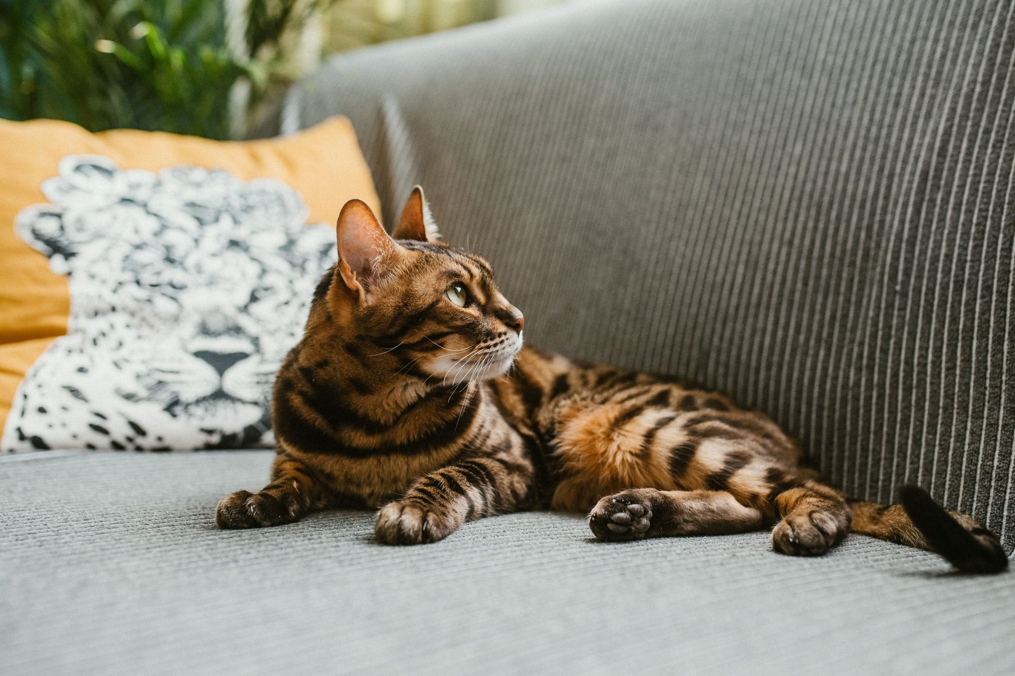 A cat relaxing on a sofa as its owner plans daily indoor play and enrichment