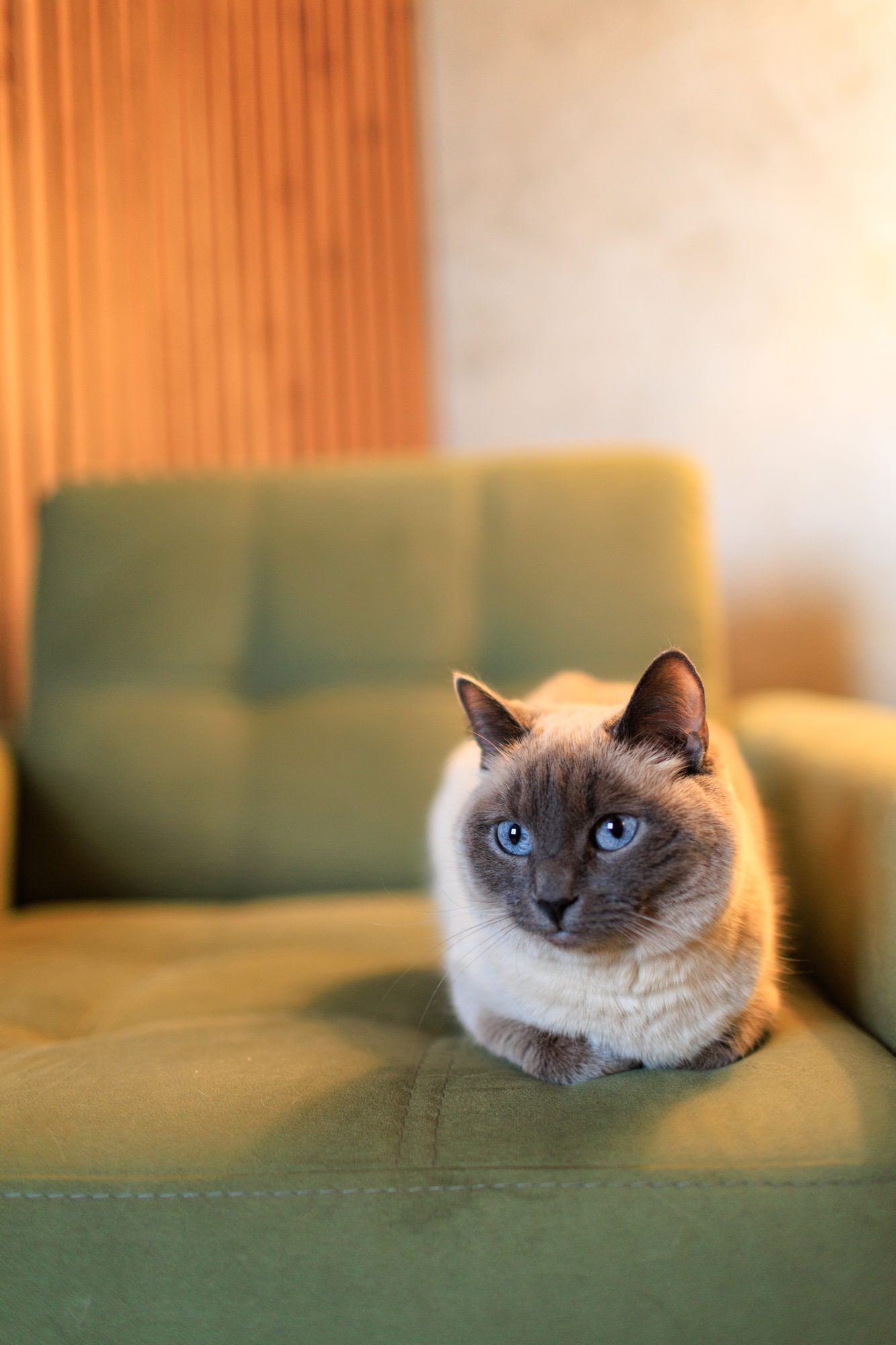 A cat sitting calmly in a home while its new owner prepares a safe environment