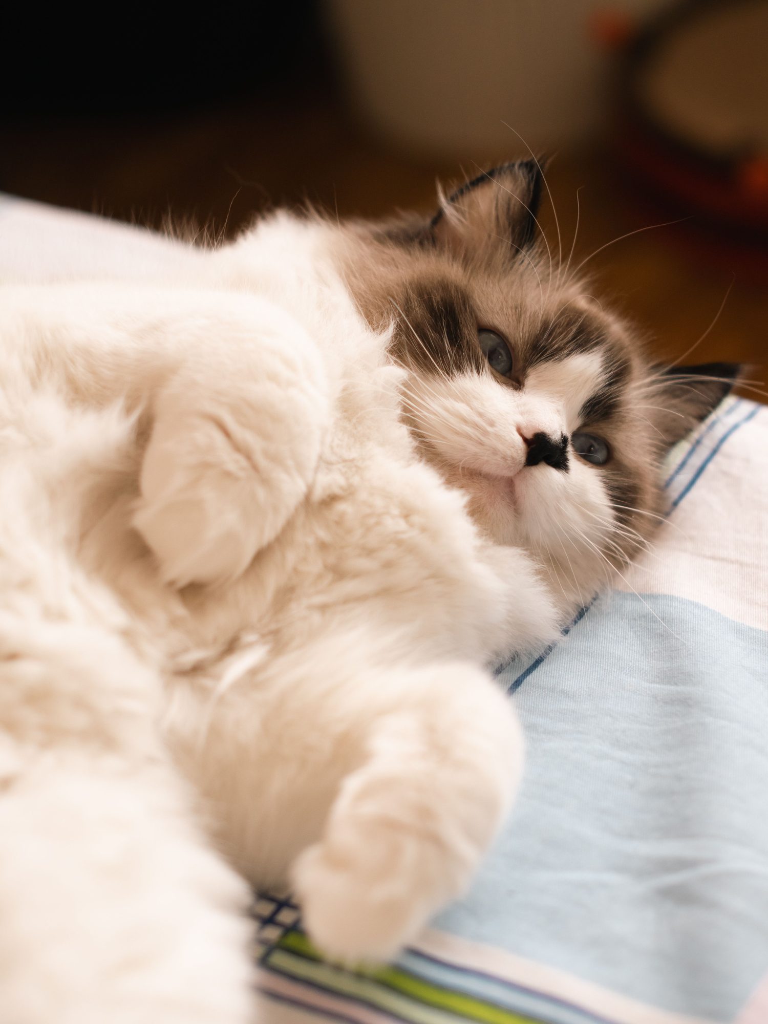 A fluffy cat resting indoors while owners compare traits and care needs