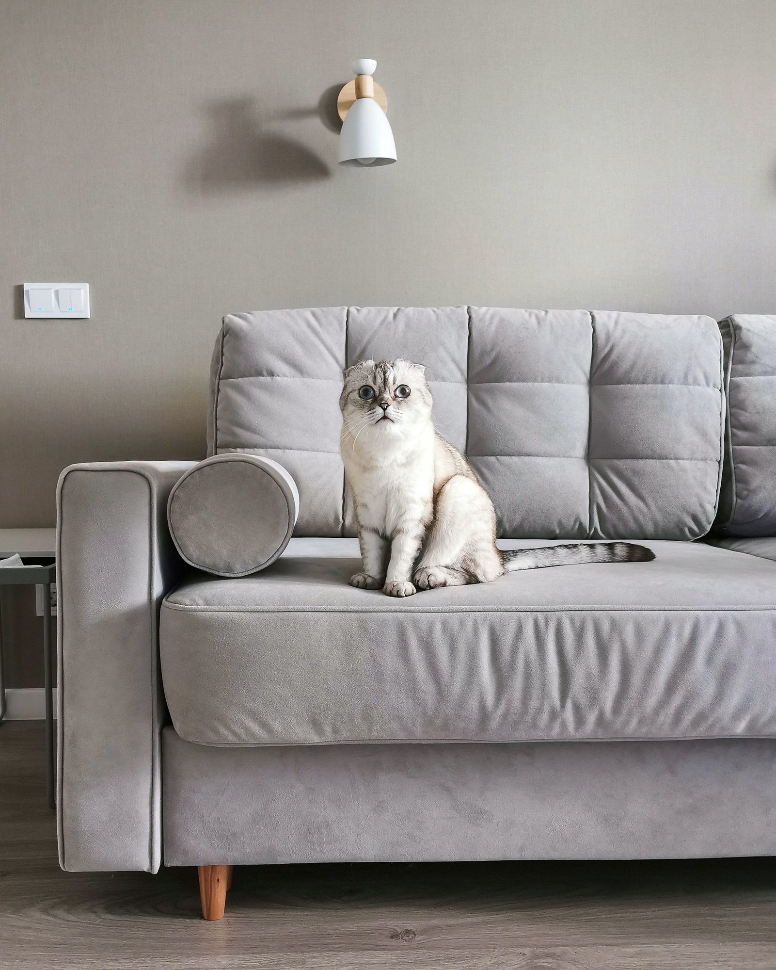 A cat sitting calmly on a sofa while an owner plans a low-stress trip