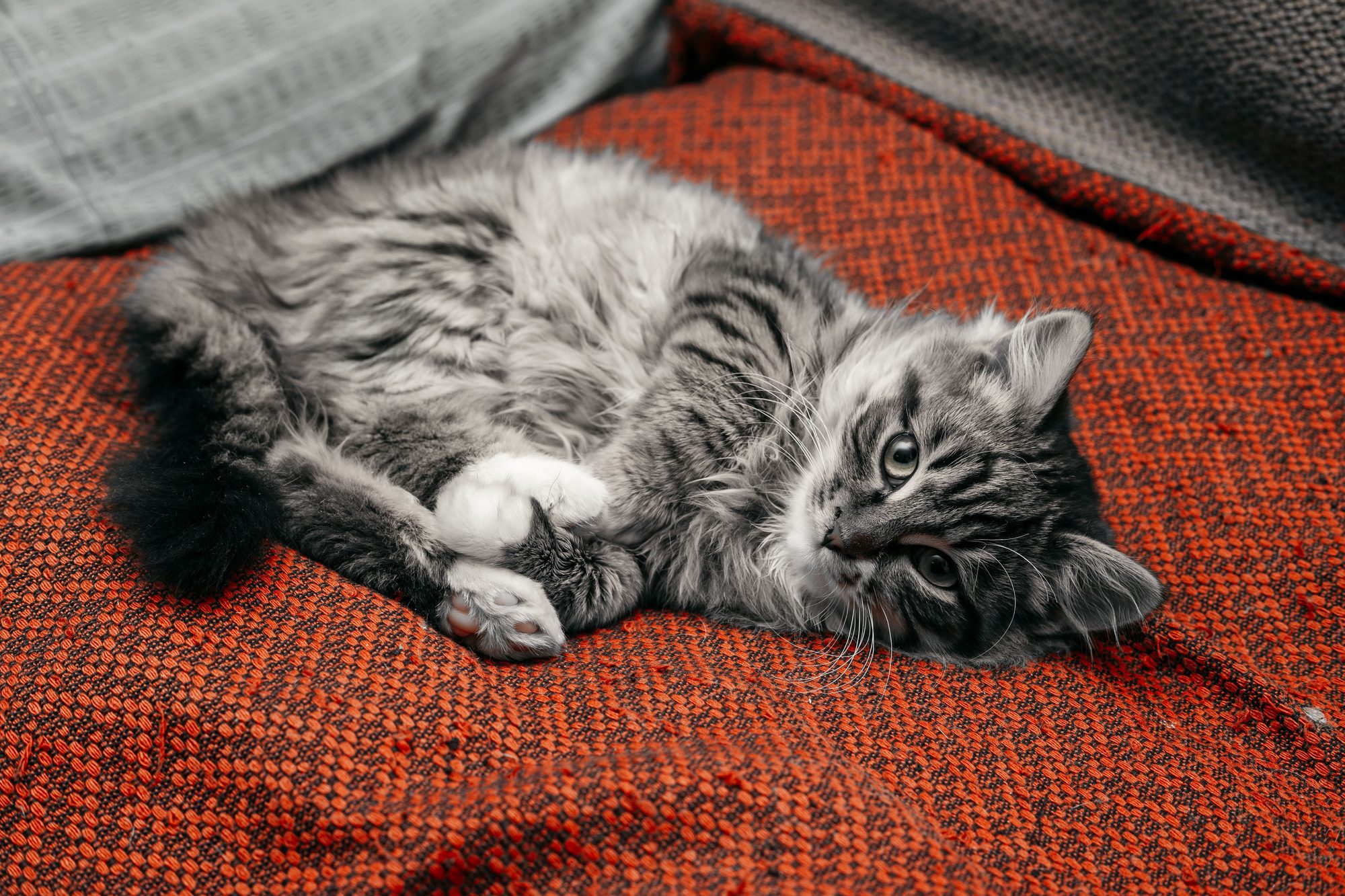 A gray cat resting on a blanket during a routine preventive health check