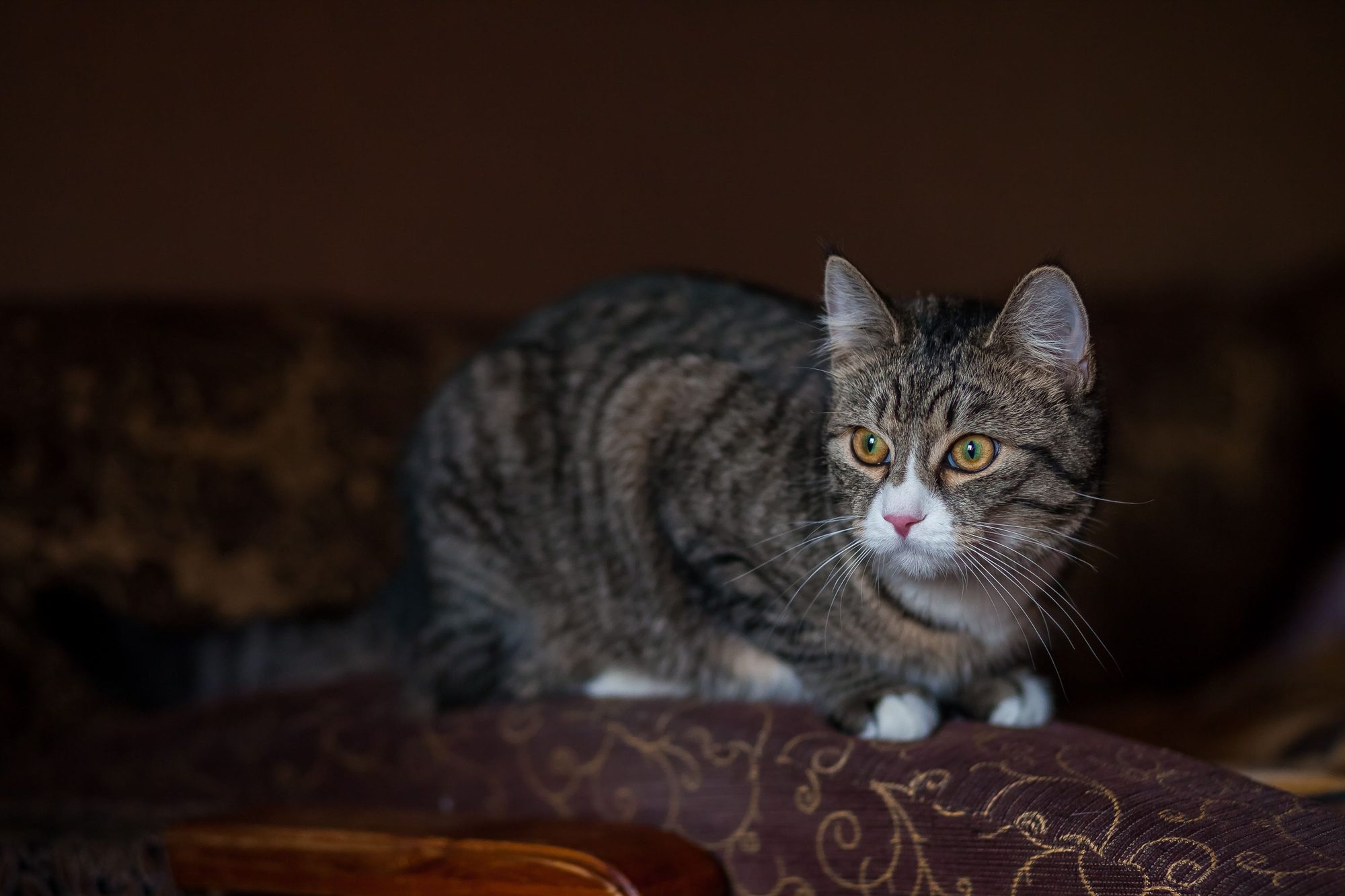 A cat resting in a dim indoor space while owners learn about household food risks