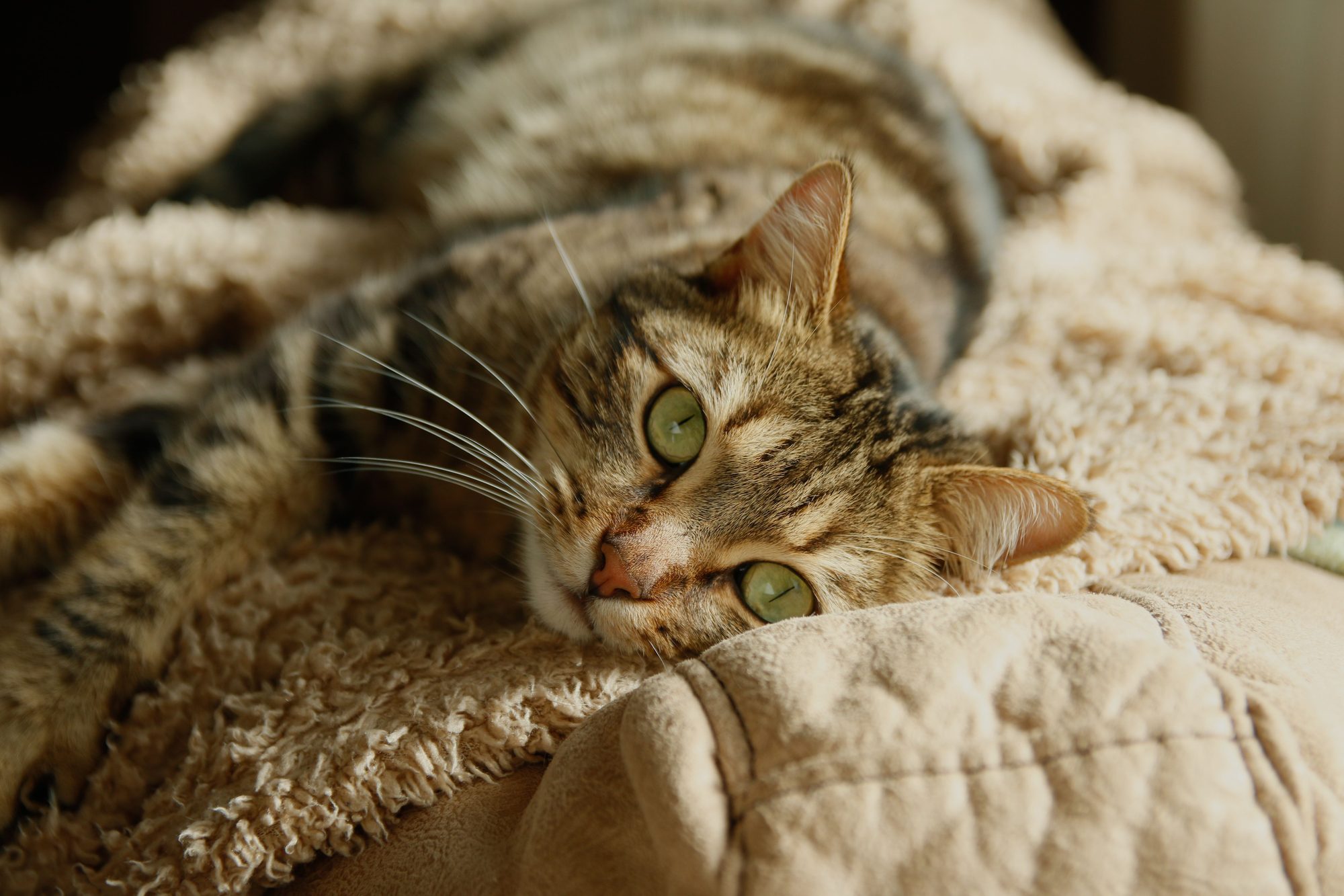 A cat resting on a soft blanket during a calm grooming and coat check