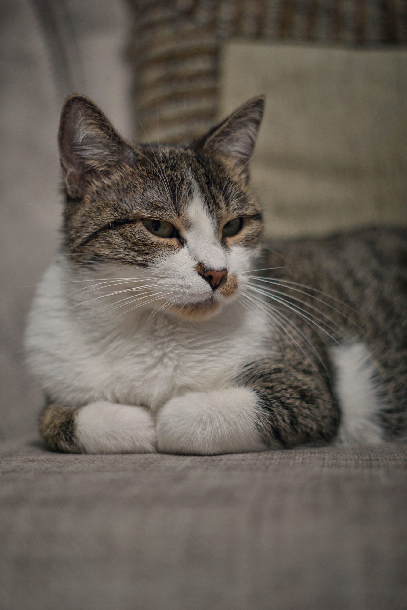 A cat sitting upright while an owner prepares for gentle paw and nail care