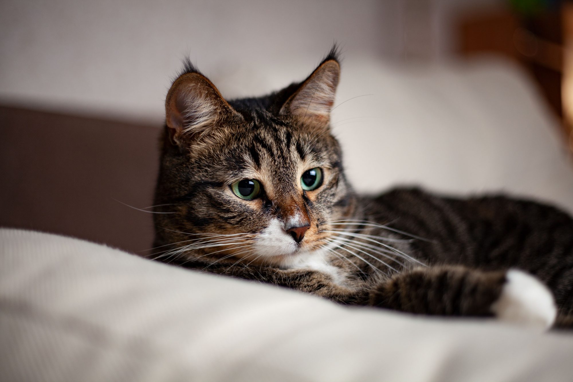 A tabby cat resting indoors while owners set up a clean, low-stress litter area