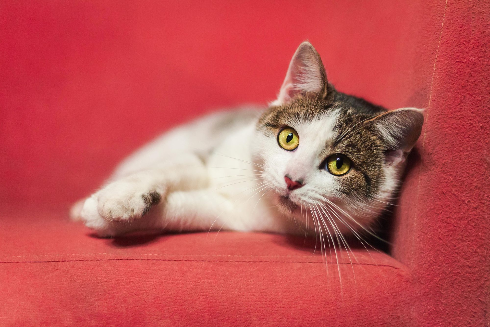 A cat resting on a red cushion while owners compare different feeding options