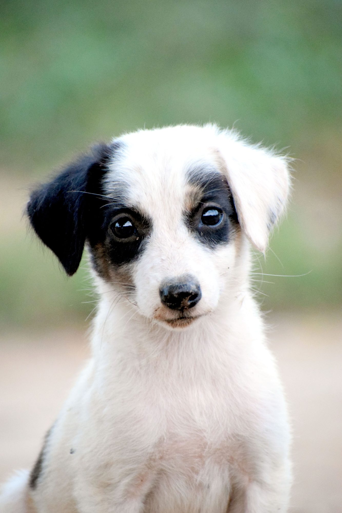 A young black-and-white puppy sitting outdoors during early puppy care