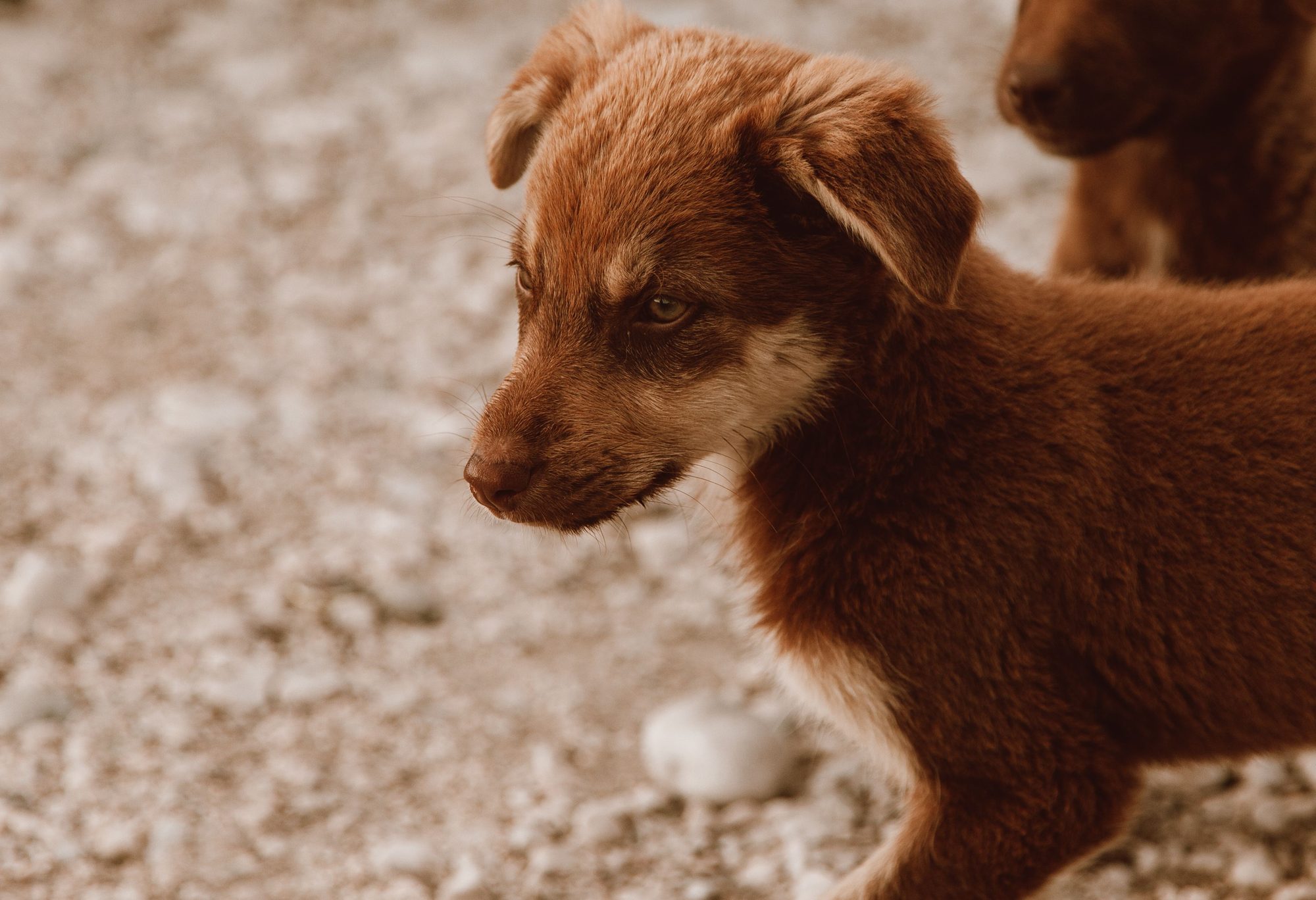 A young puppy sitting on a carpet while its feeding routine is established