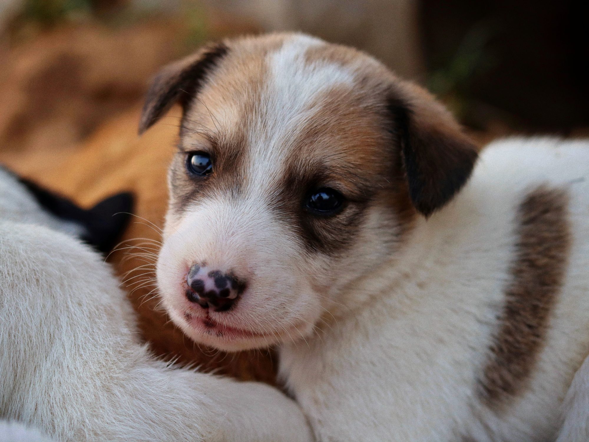 A close-up of a young dog while an owner learns to monitor dental health