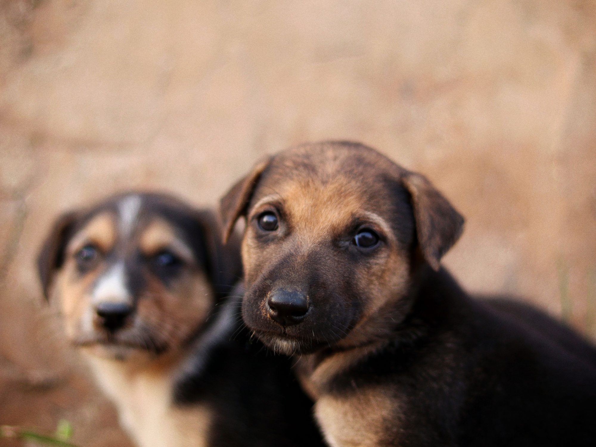Two puppies sitting together while owners compare dog care needs