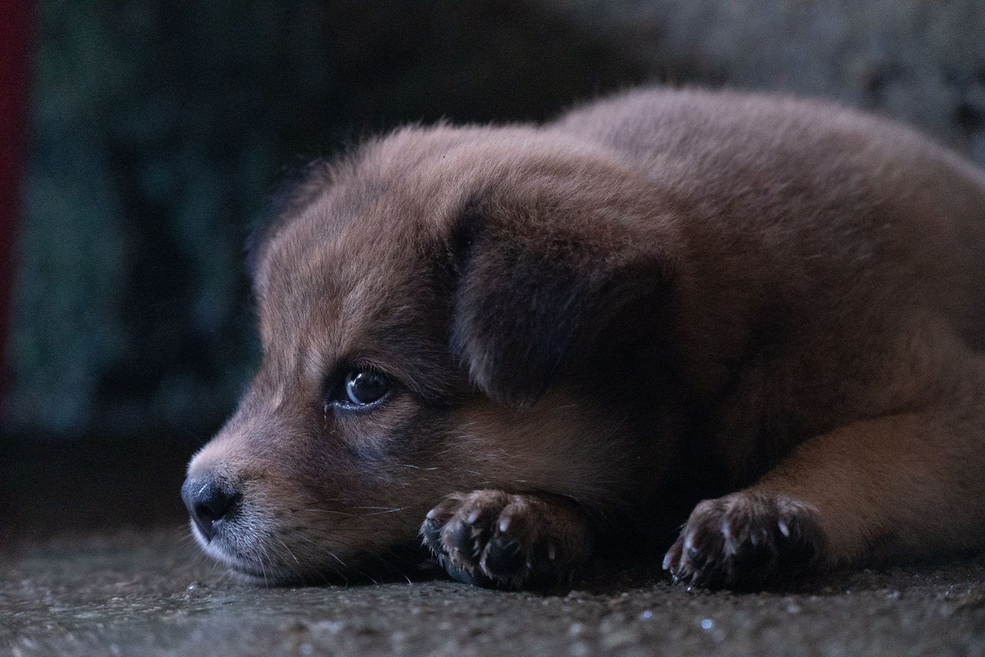 A puppy resting on the floor while an owner considers safe dog food options