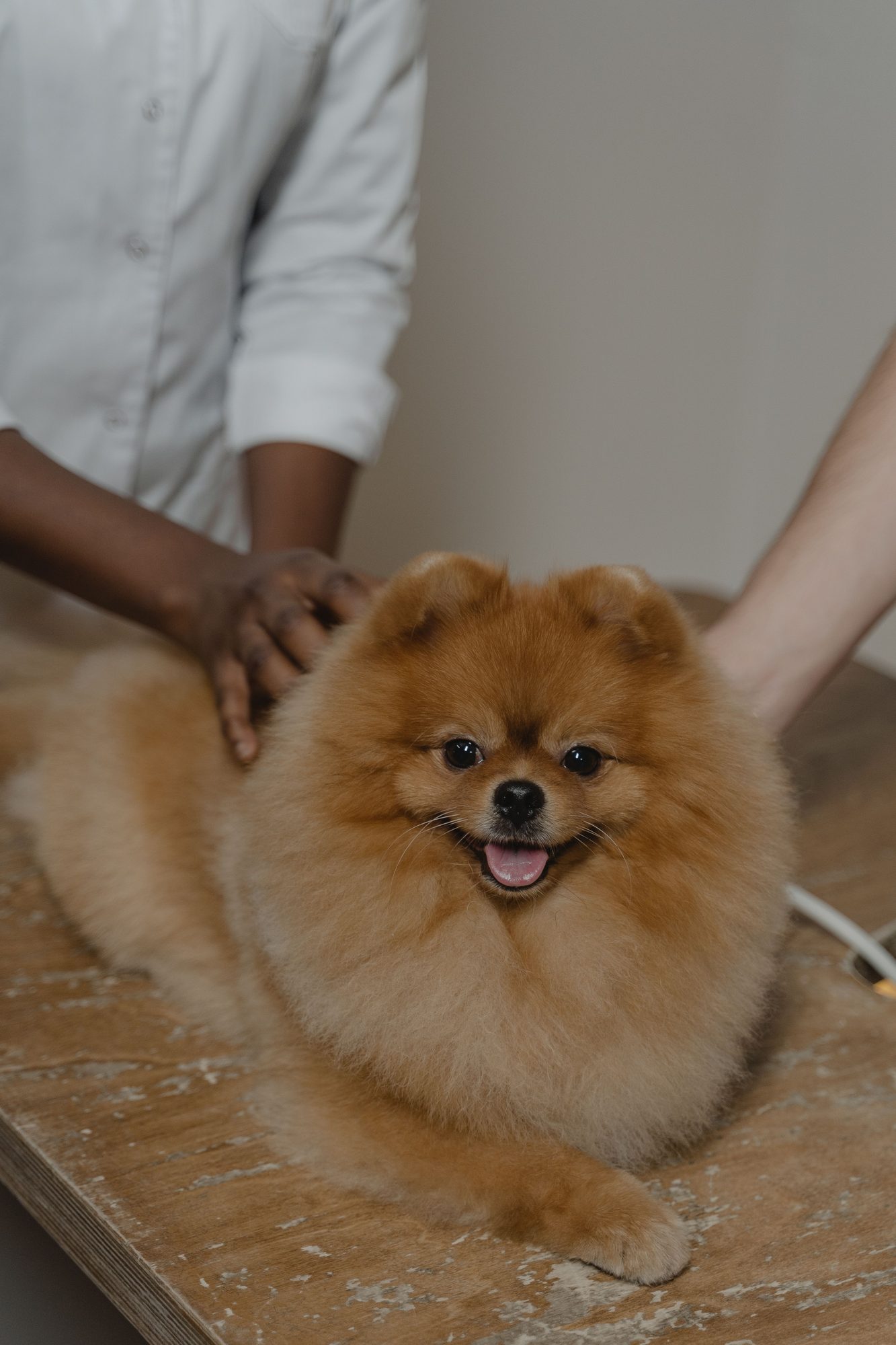 A small fluffy dog receiving gentle grooming at home