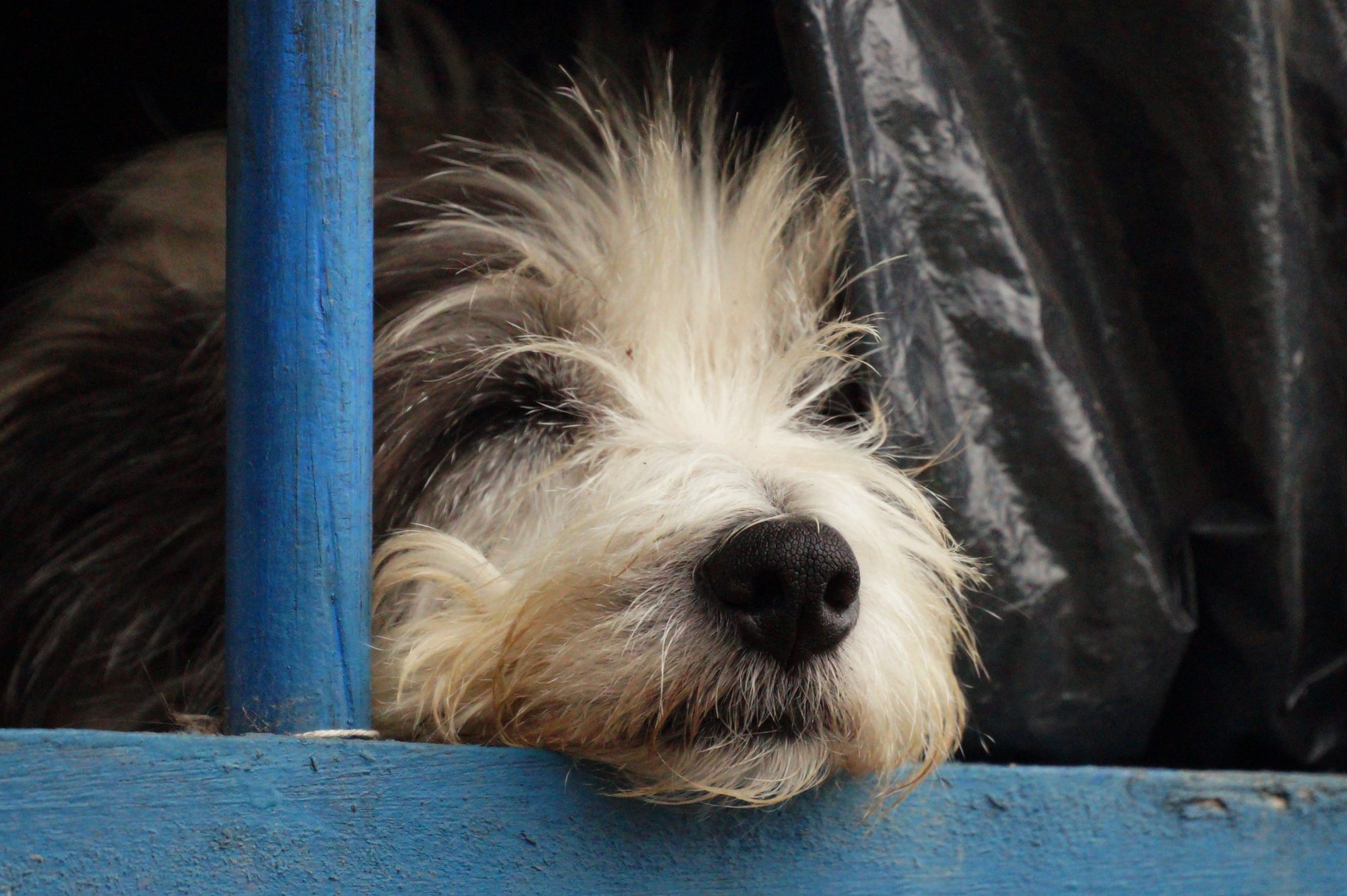A long-haired dog waiting calmly indoors while its grooming needs are checked