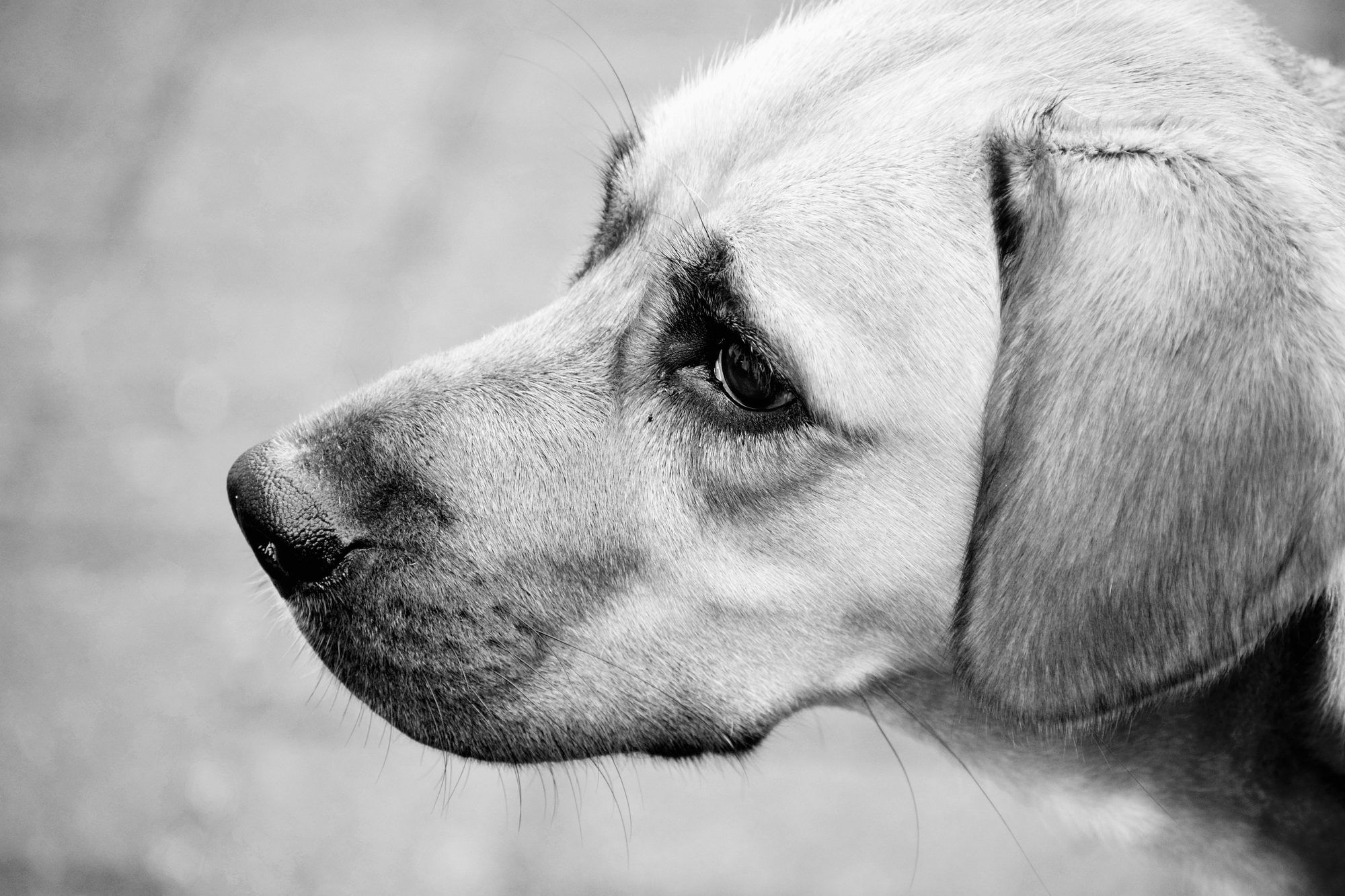 A dog shown in profile while an owner watches for changes in health