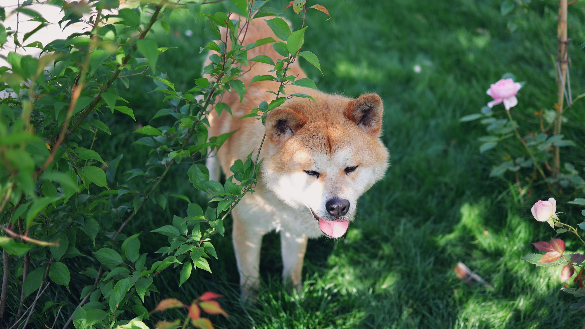 A dog standing outdoors among greenery while its owner plans everyday care