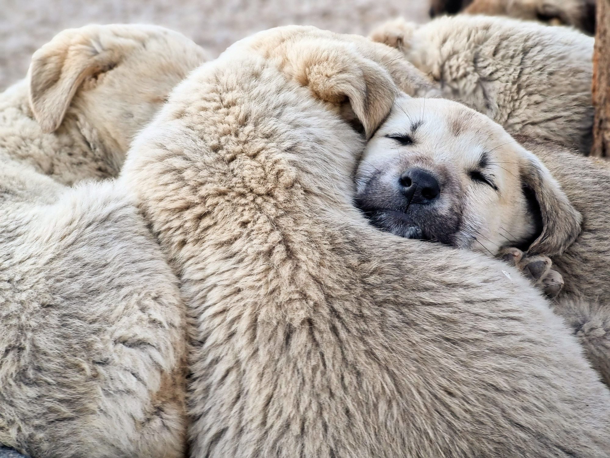 A dog resting comfortably on a blanket during a senior care routine