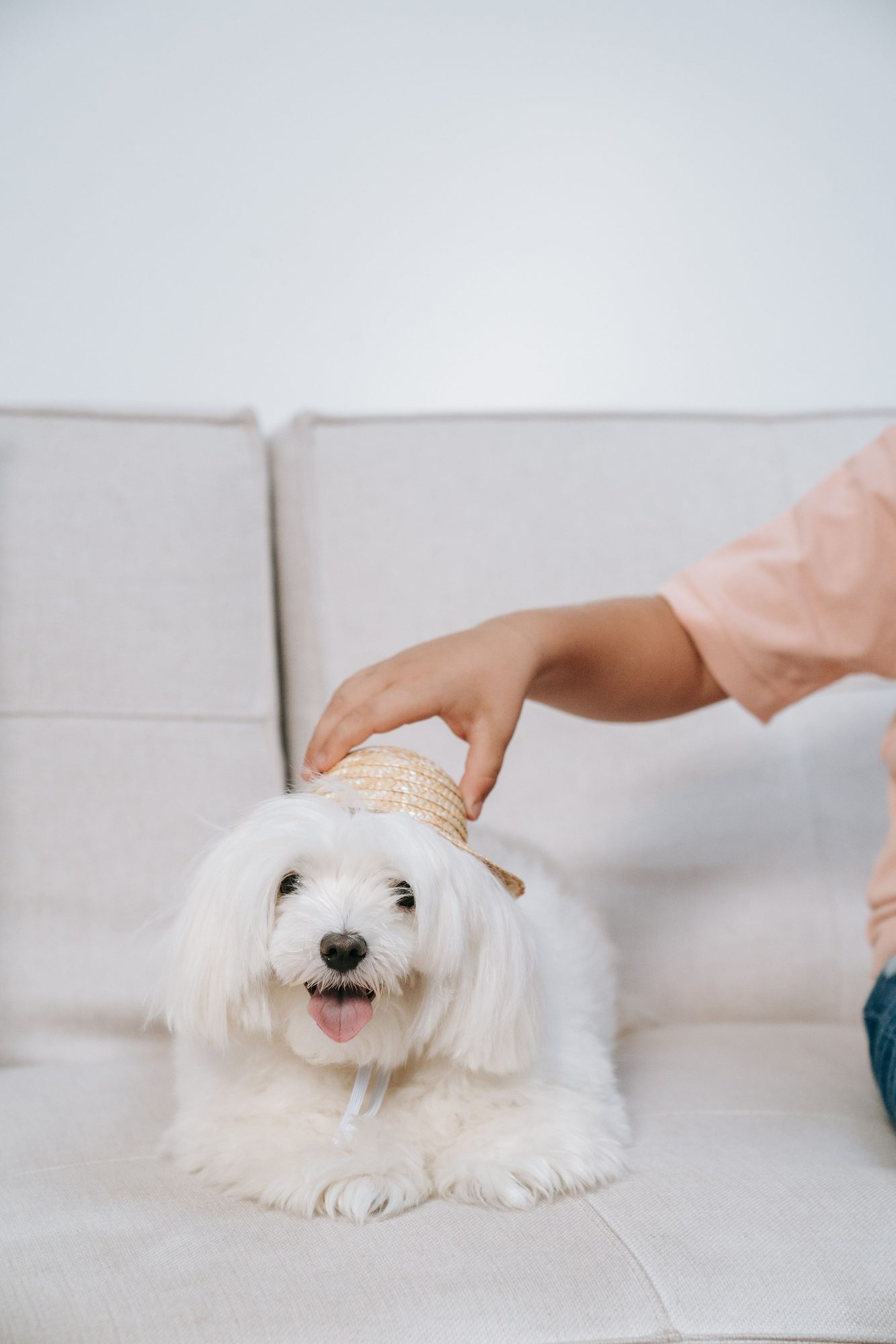 A small dog relaxing indoors as its owner builds a consistent feeding routine