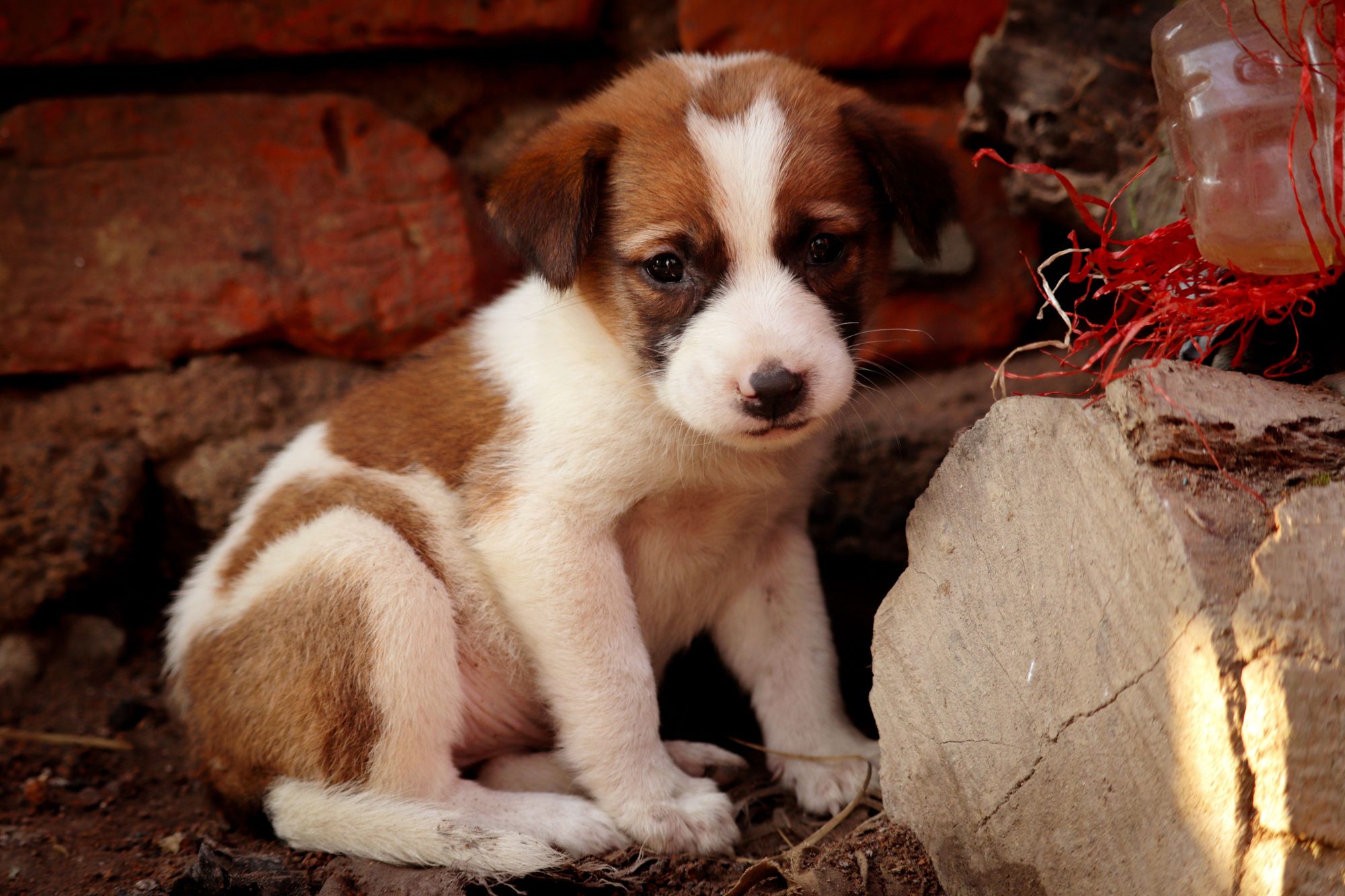 A young dog outdoors near rocks while its owner builds an exercise routine
