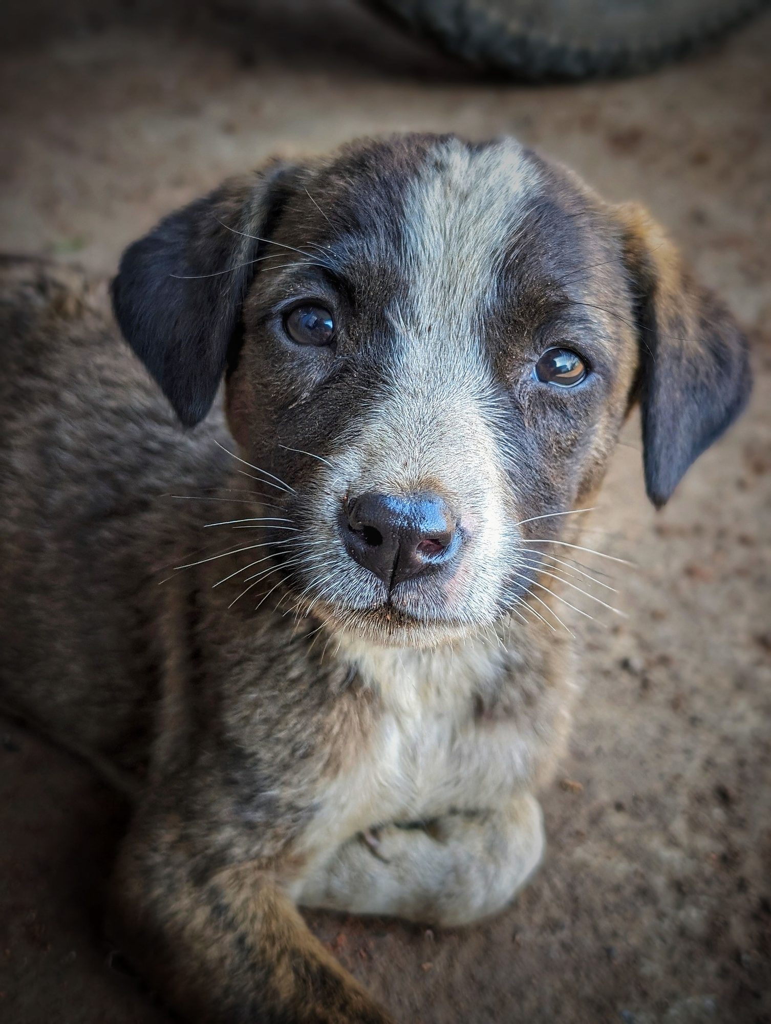 A puppy looking toward the camera while owners learn which foods to keep away