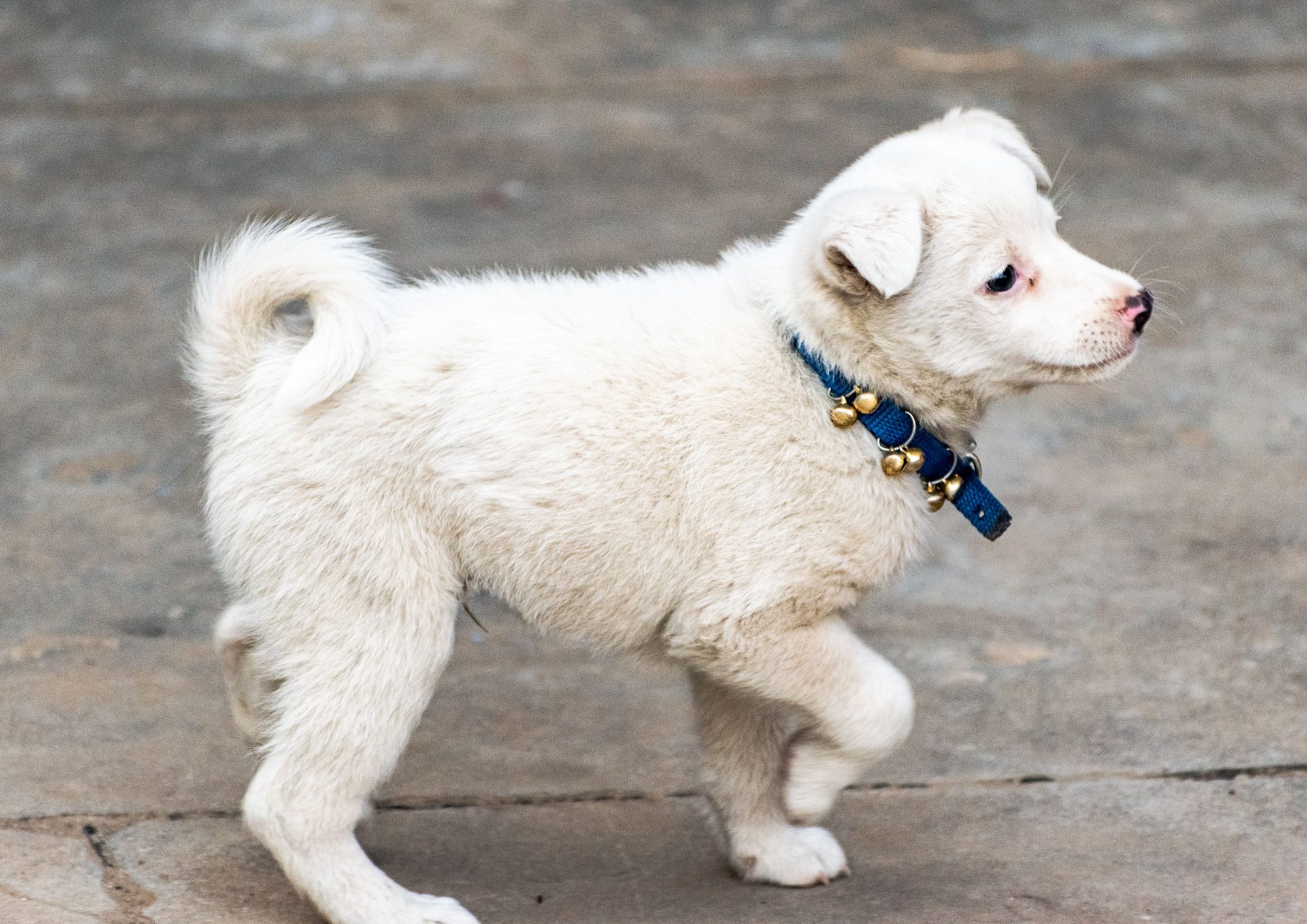 A small dog walking outdoors while its owner prepares for safe travel