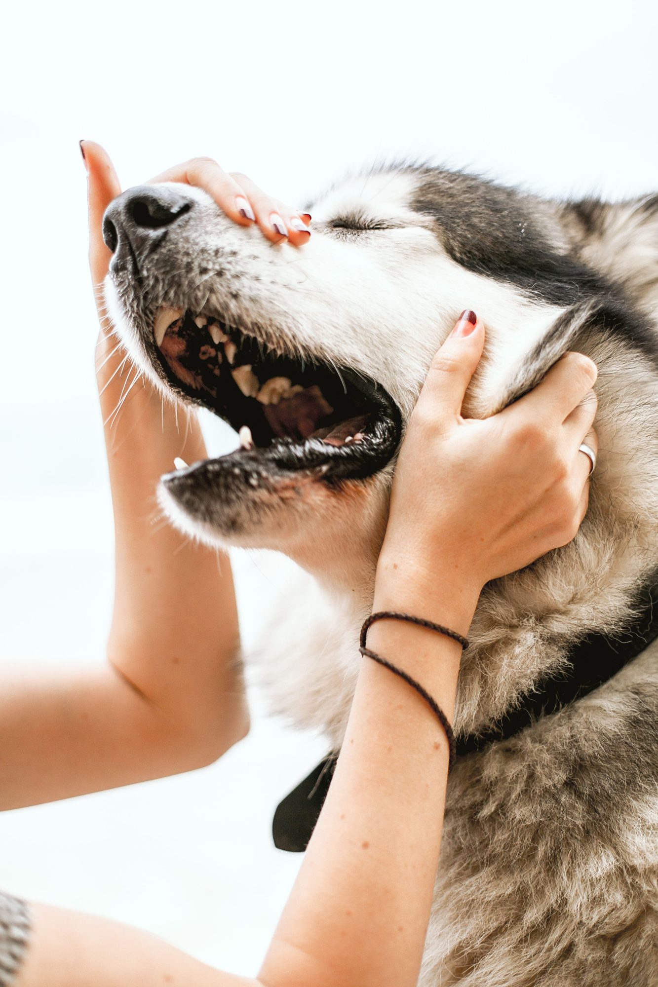 A person gently caring for a dog at home during a daily pet care routine