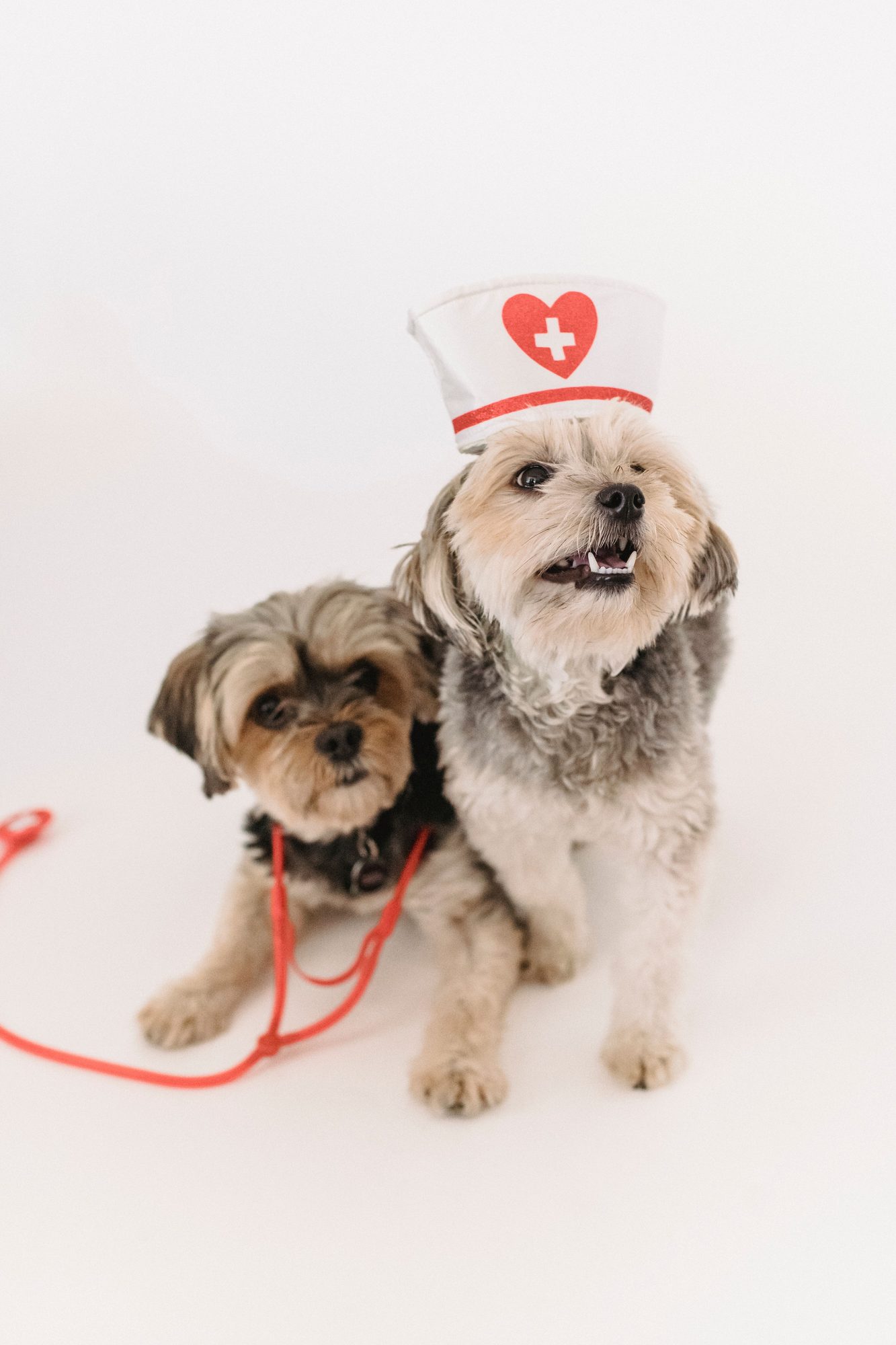 A small dog wearing a playful nurse costume, illustrating routine pet health care