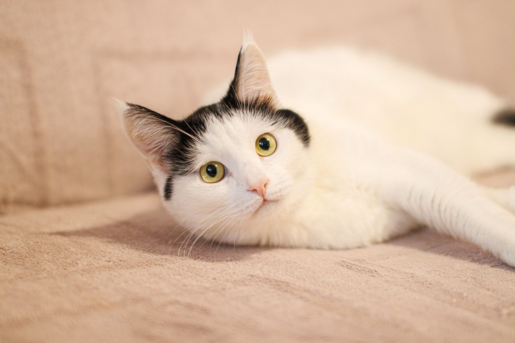 A white and gray cat resting calmly while owners plan preventive veterinary care