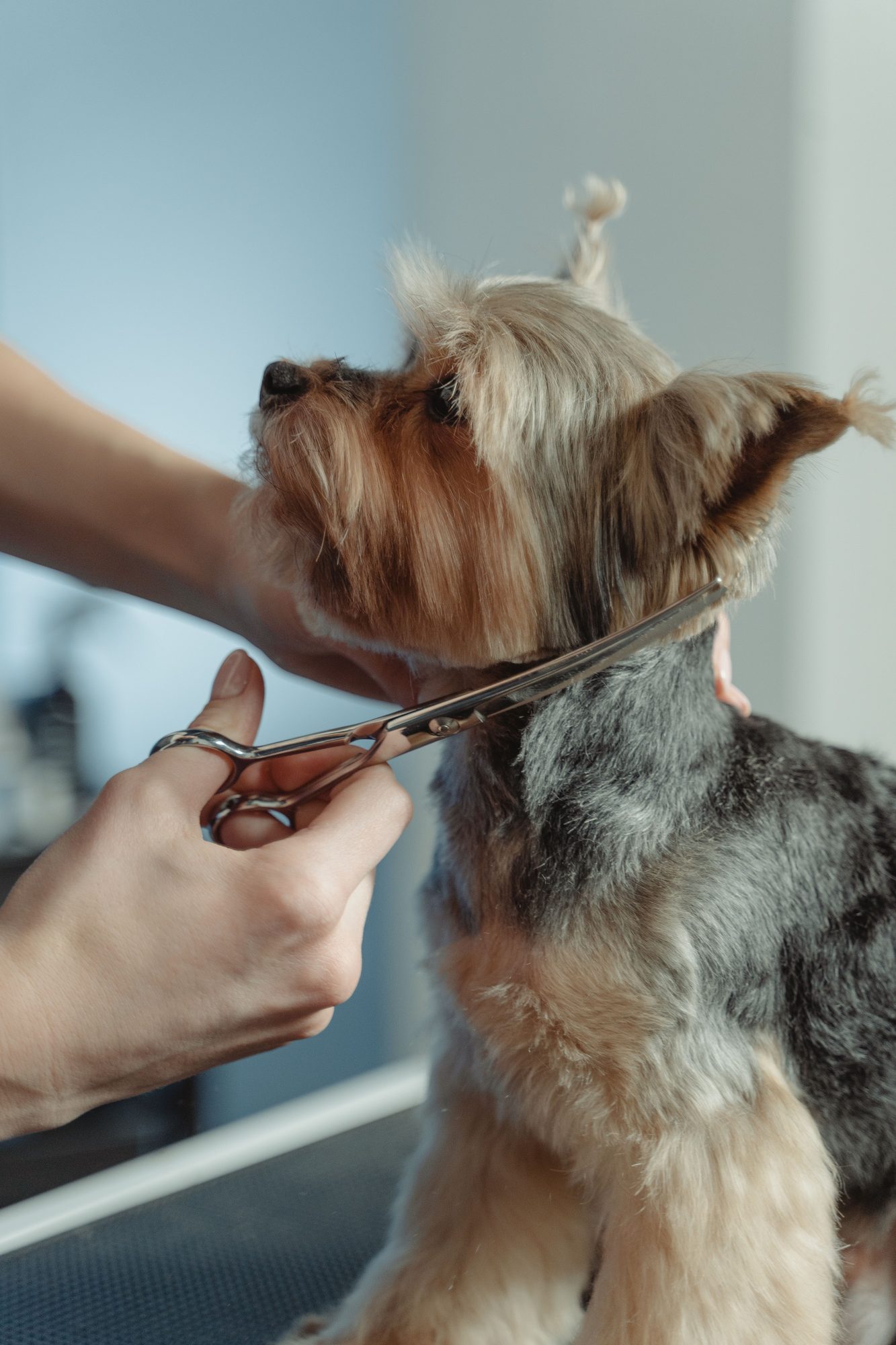 A small dog receiving gentle hands-on care in a home health routine