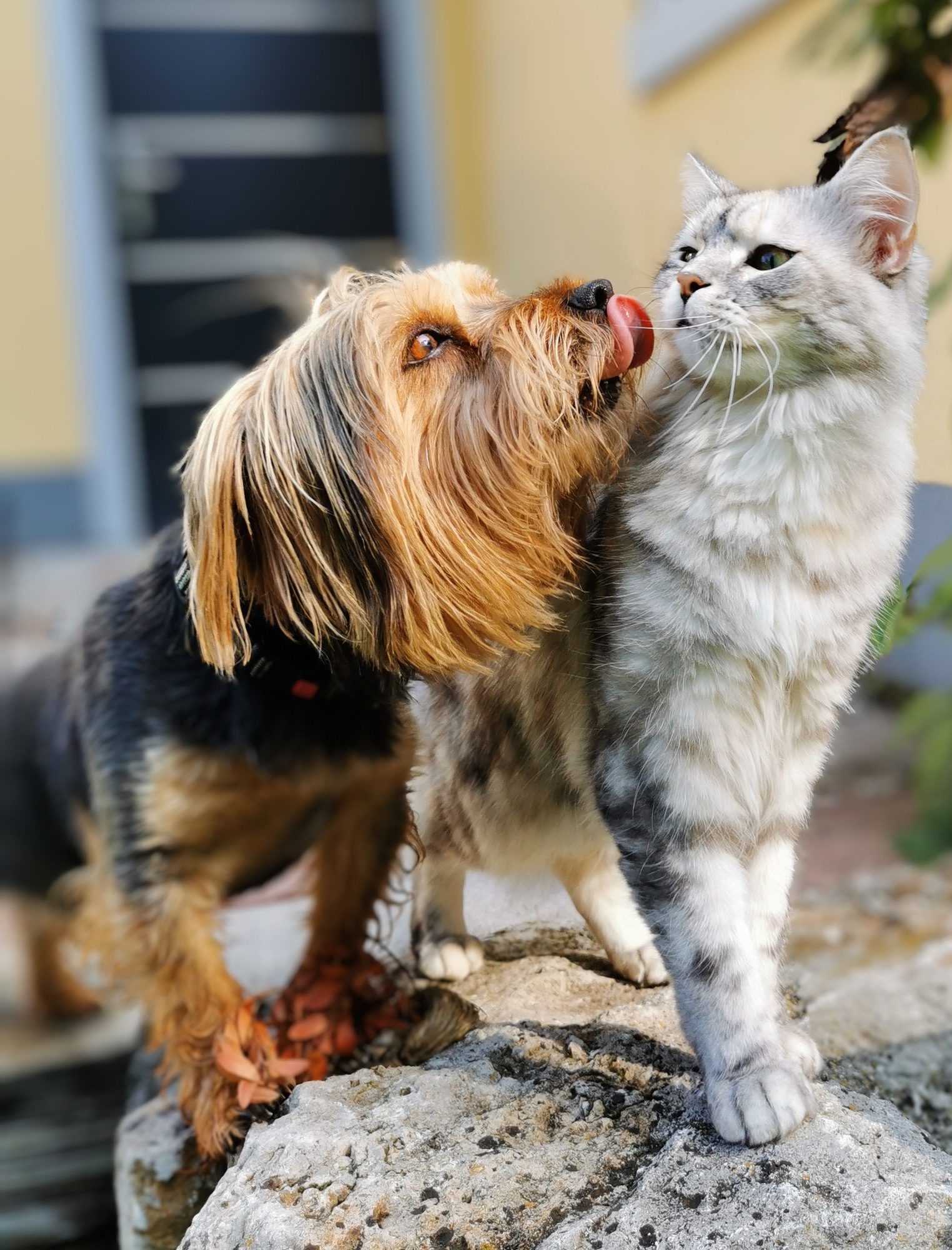 A dog and cat together, illustrating calm companionship for senior pets