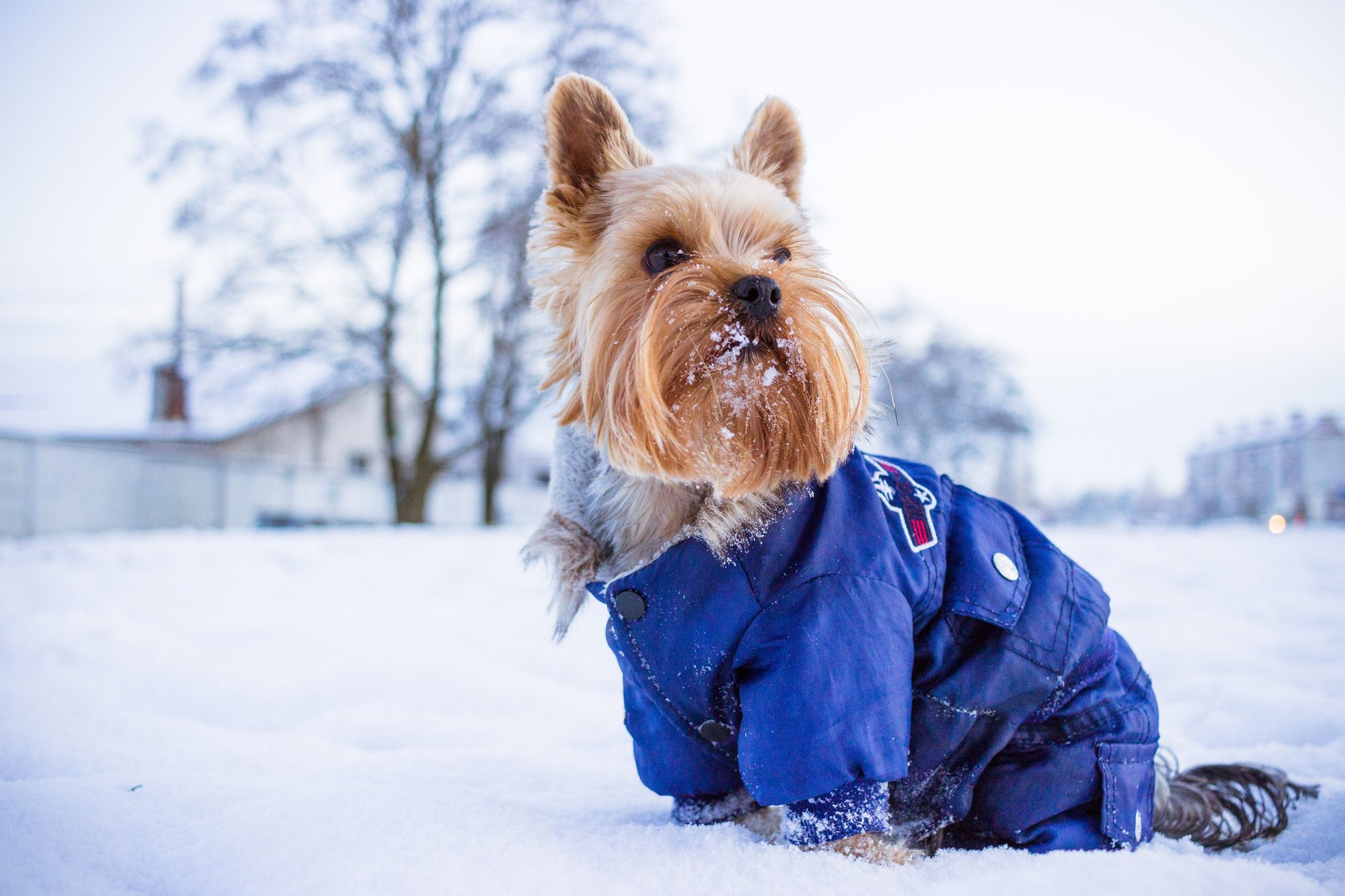 A small dog wearing a warm coat outdoors in snowy winter weather