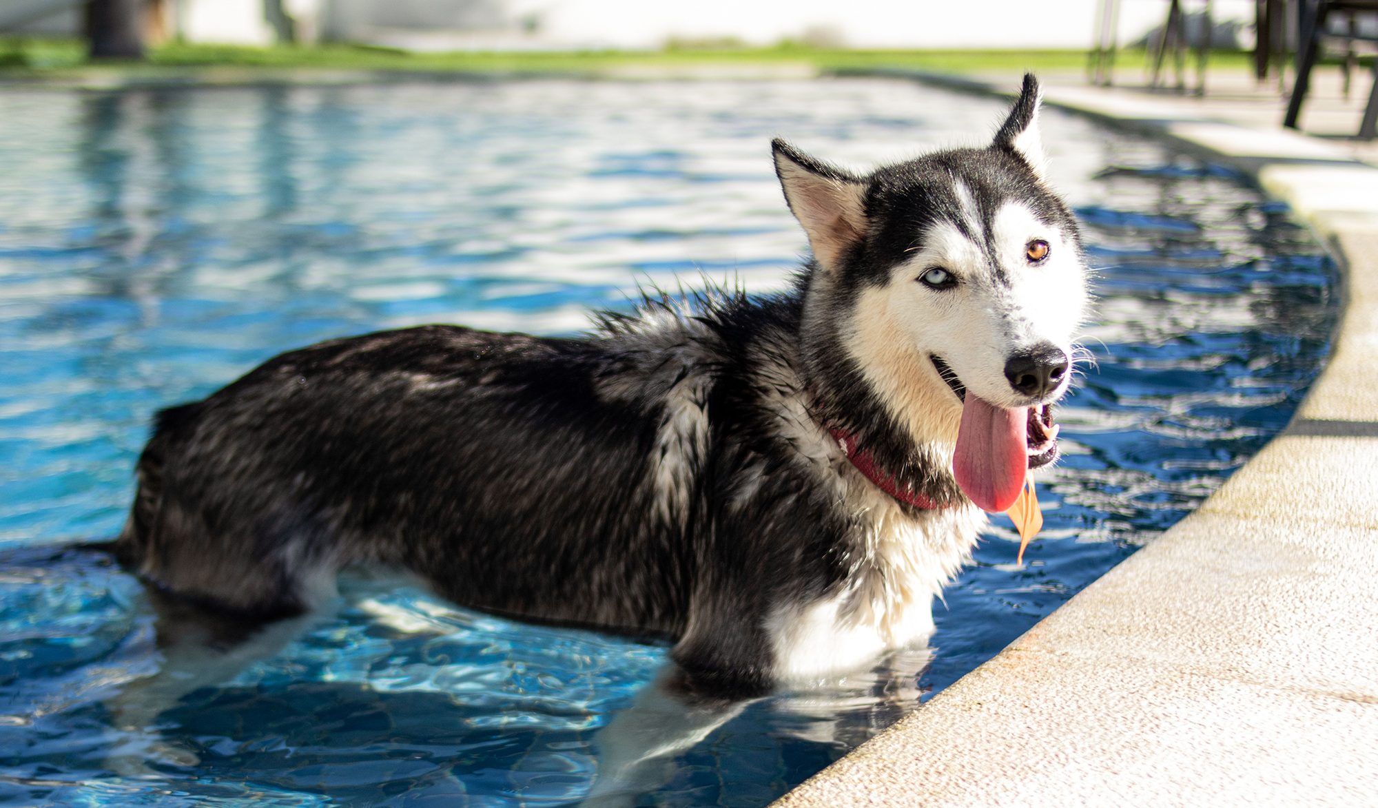 A dog standing in a swimming pool while staying cool during summer