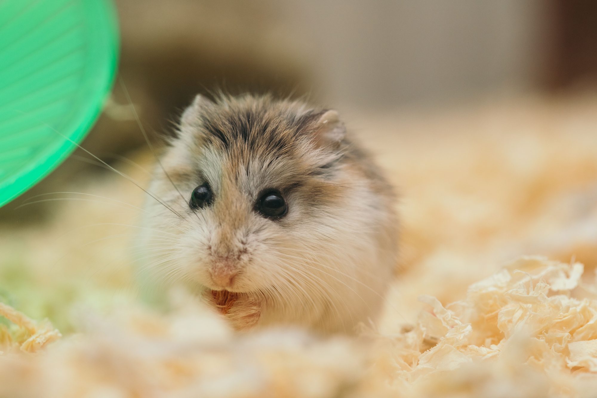 A hamster standing in soft bedding while its daily care needs are checked