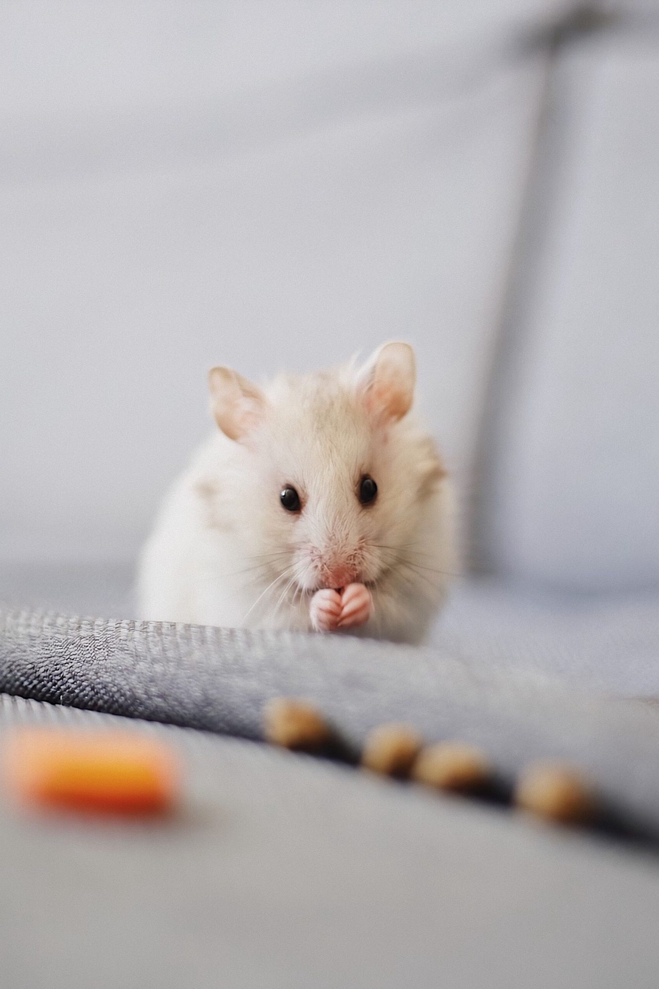 A small rodent beside a simple enclosure setup and fresh food