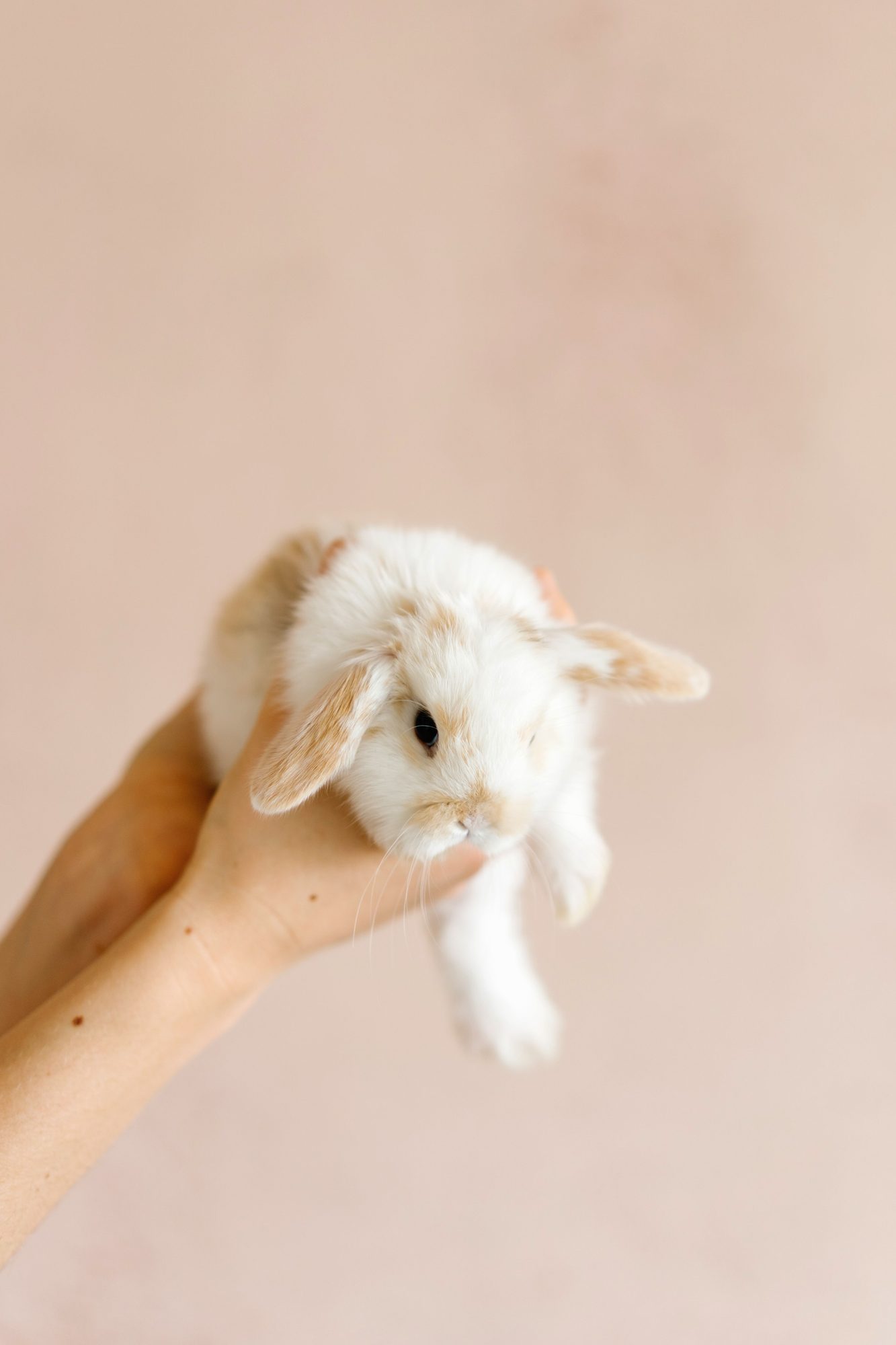 A white rabbit being held gently while its home care routine is planned