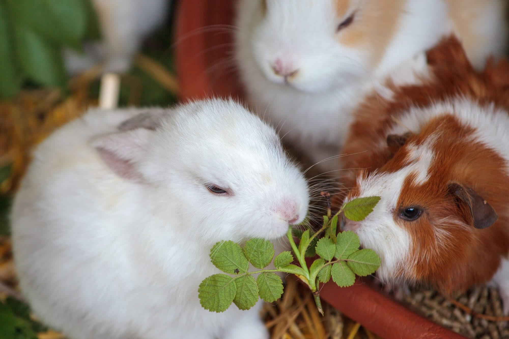 Small pets sharing fresh greens as part of a safe feeding routine