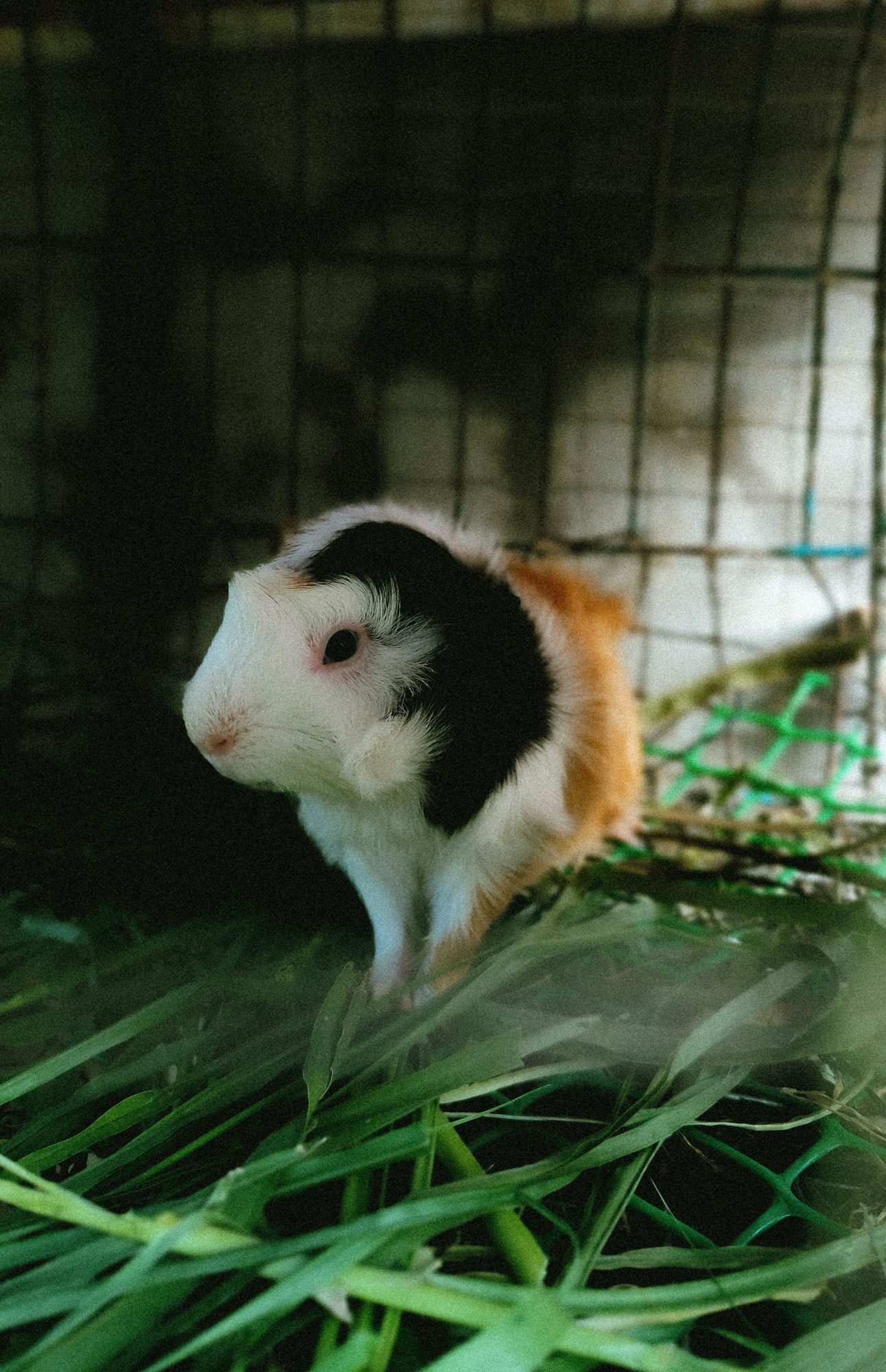 A small caged pet exploring its enclosure while owners plan social care