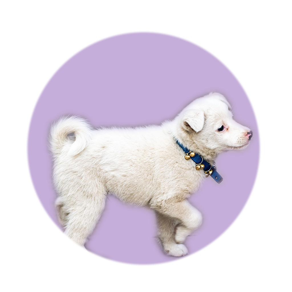 Dogs care illustration