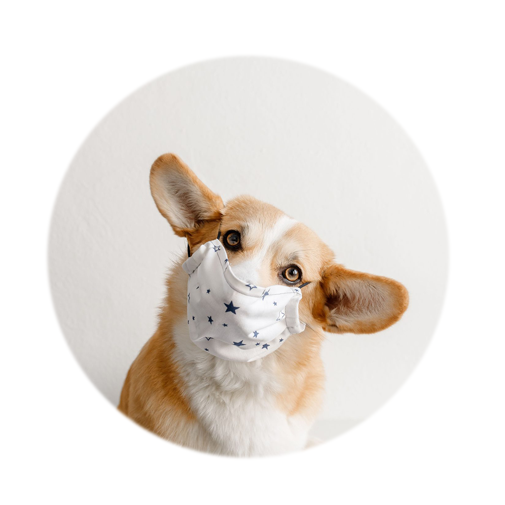 Pet Health care illustration