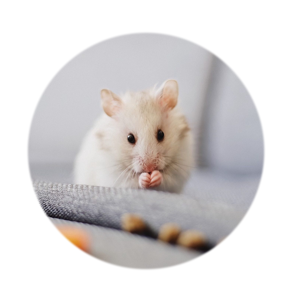 Small Pets care illustration