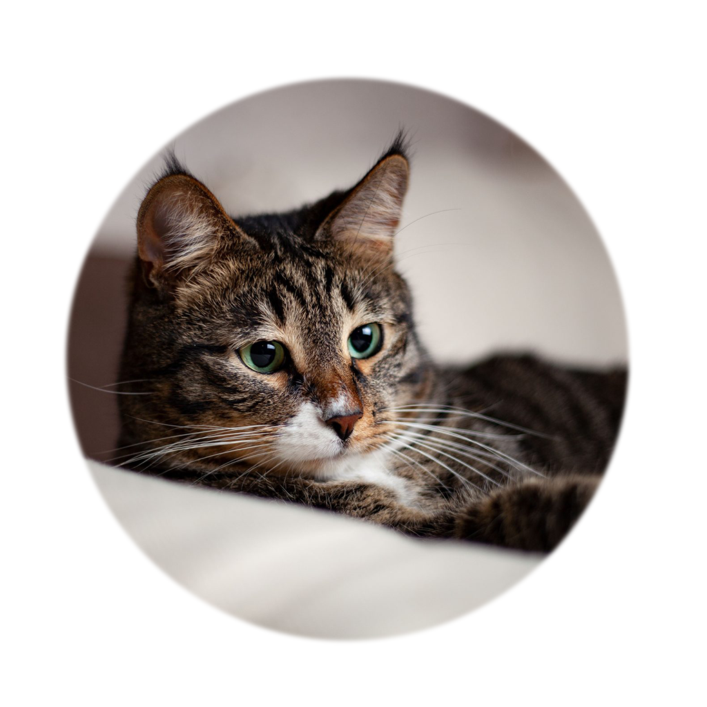 Cats care illustration